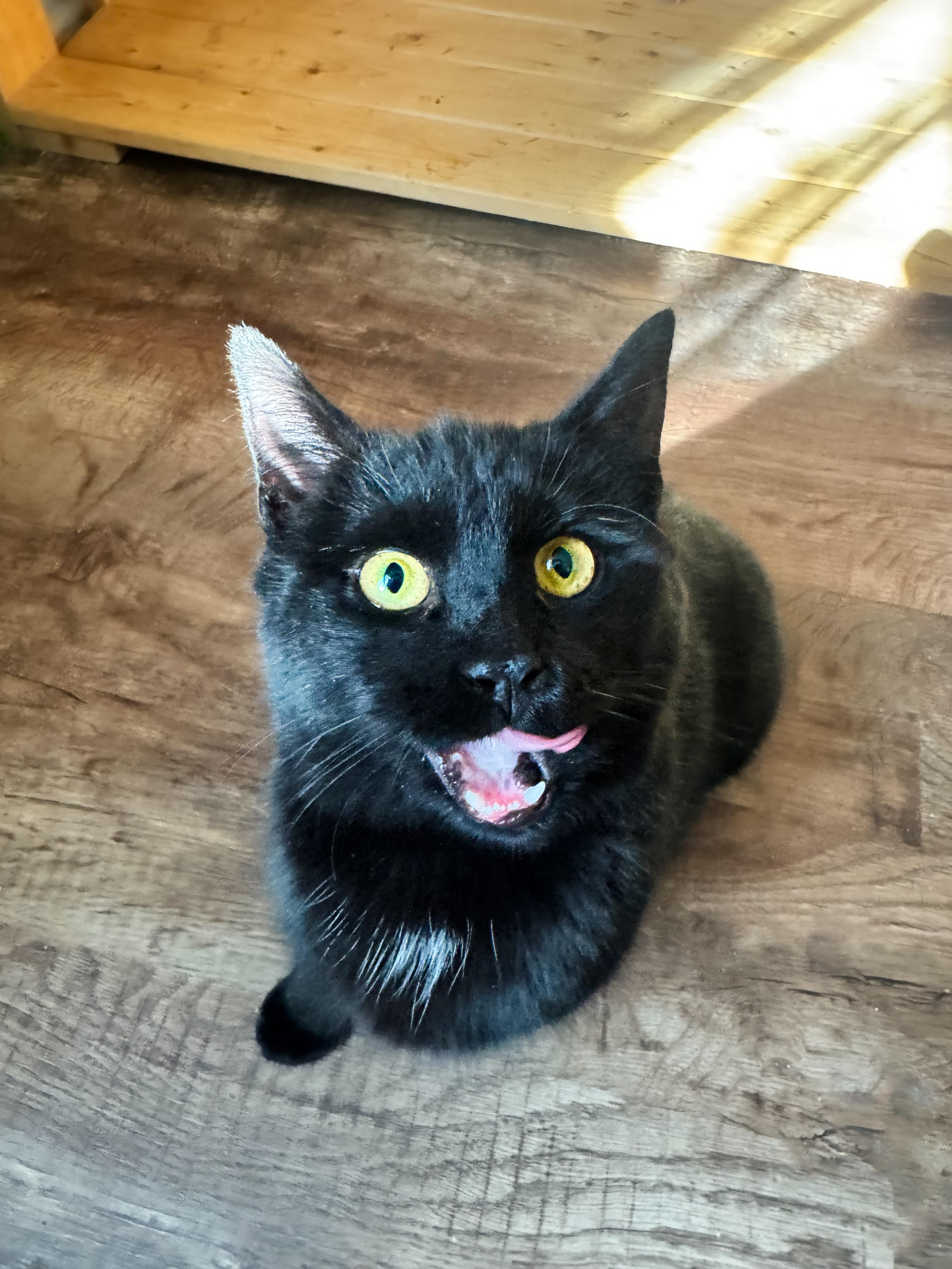 Platypus, an adopted Domestic Short Hair in Mooresville, NC image 2/5