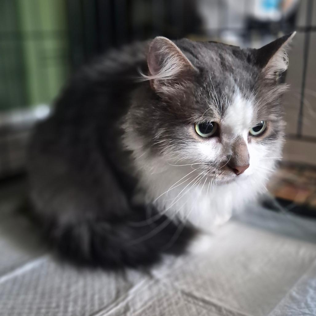 Ellie, Adoptable, Adult Female Domestic Long Hair.