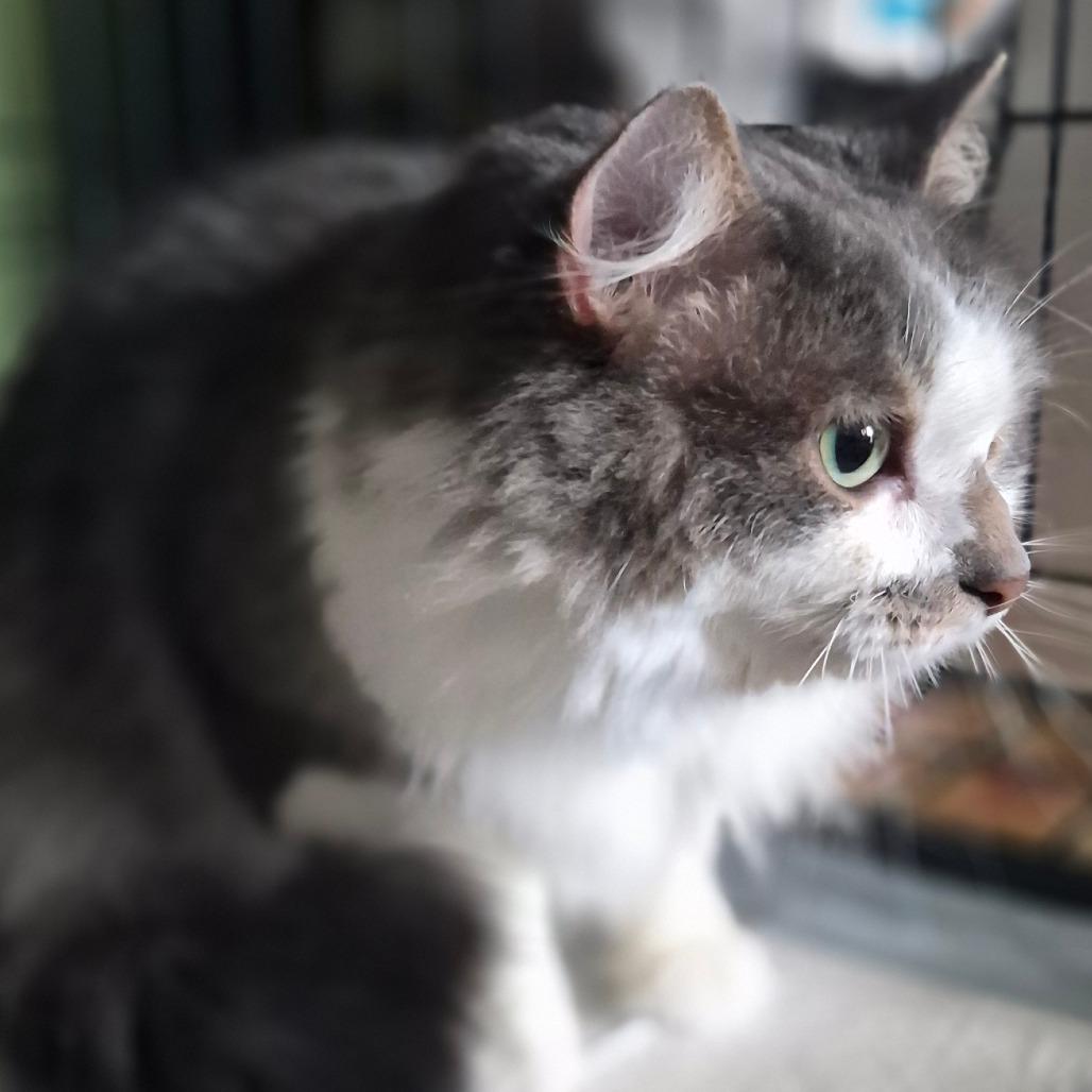 Enlarge Ellie, a Adoptable Domestic Long Hair in Warrensburg, MO image 2/2