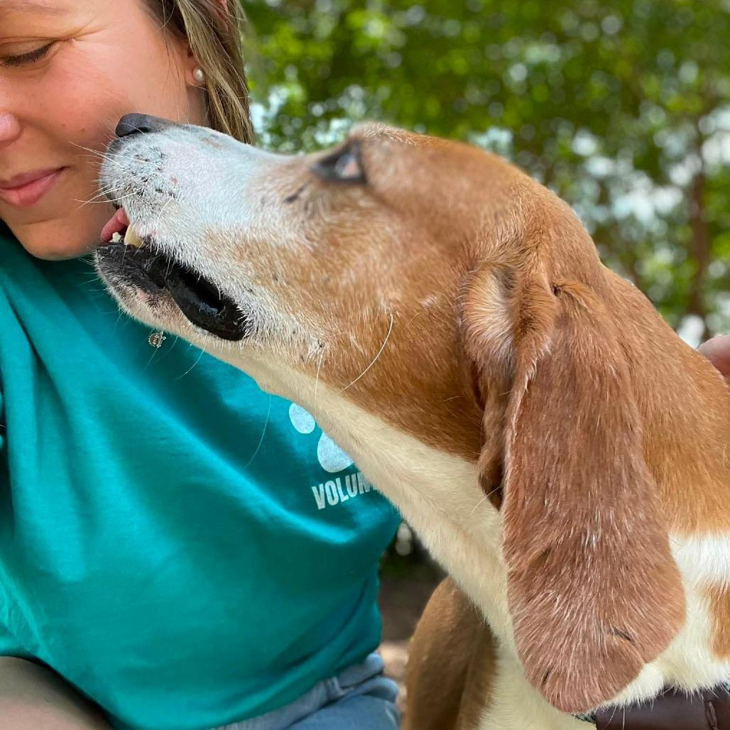Brute, Adoptable, Senior Male Hound.