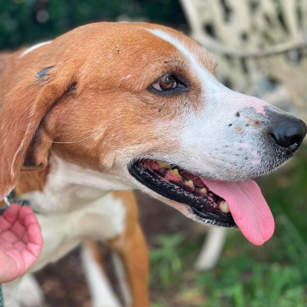 Enlarge Brute, a Adoptable Hound in Windsor, VA image 1/6