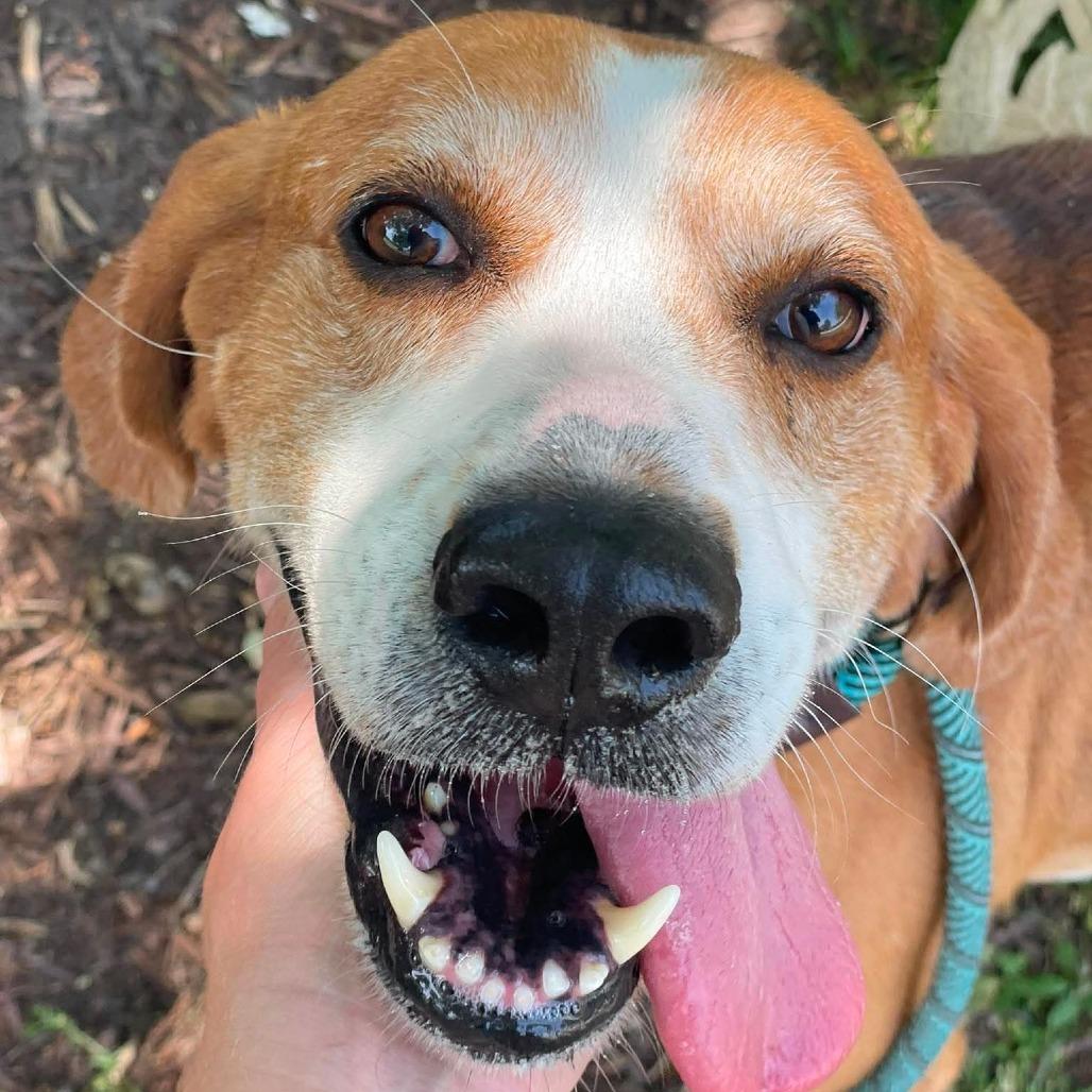 Enlarge Brute, a Adoptable Hound in Windsor, VA image 2/6