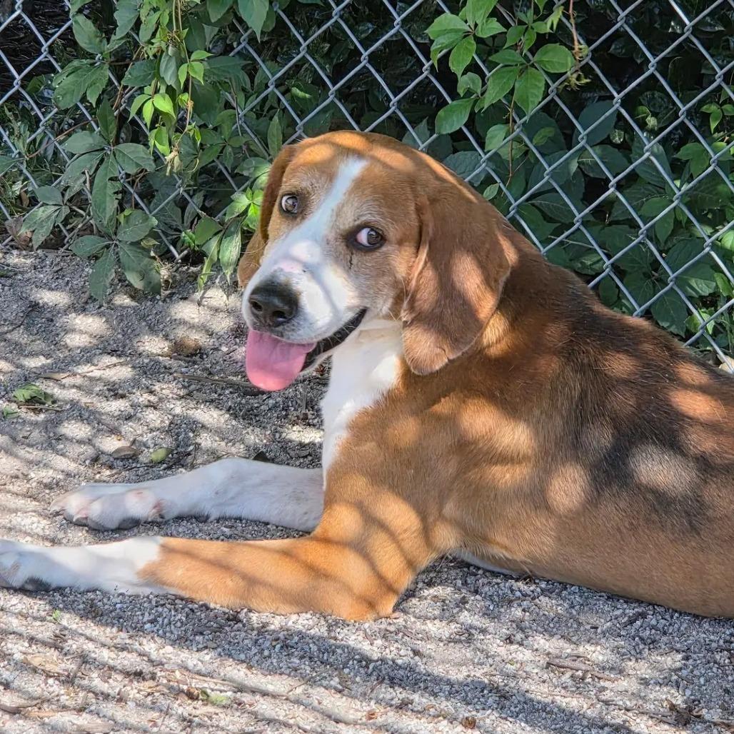 Enlarge Brute, a Adoptable Hound in Windsor, VA image 3/6