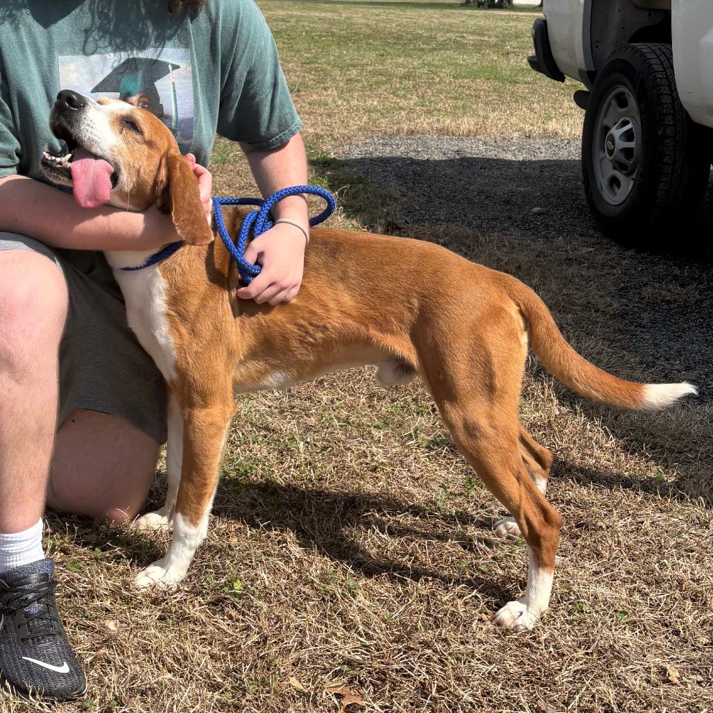 Enlarge Brute, a Adoptable Hound in Windsor, VA image 1/2