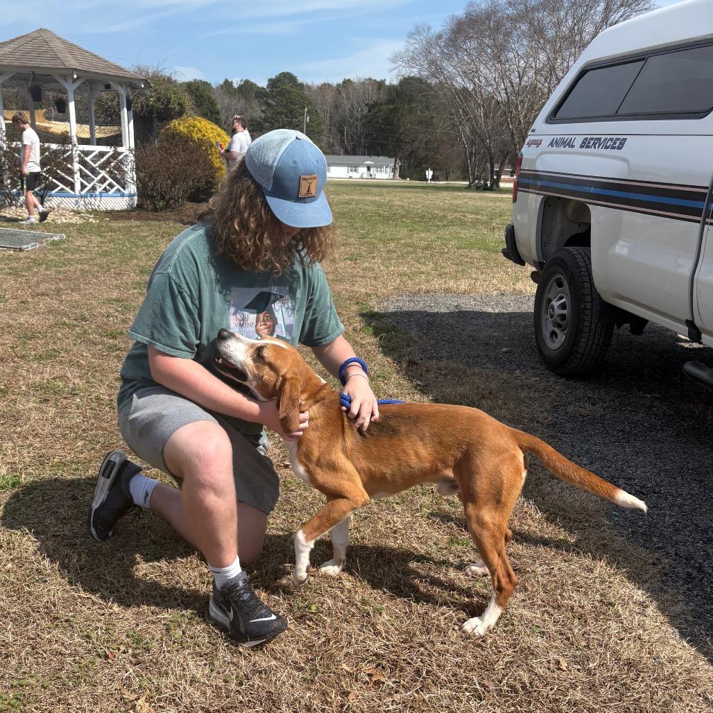 Enlarge Brute, a Adoptable Hound in Windsor, VA image 2/2