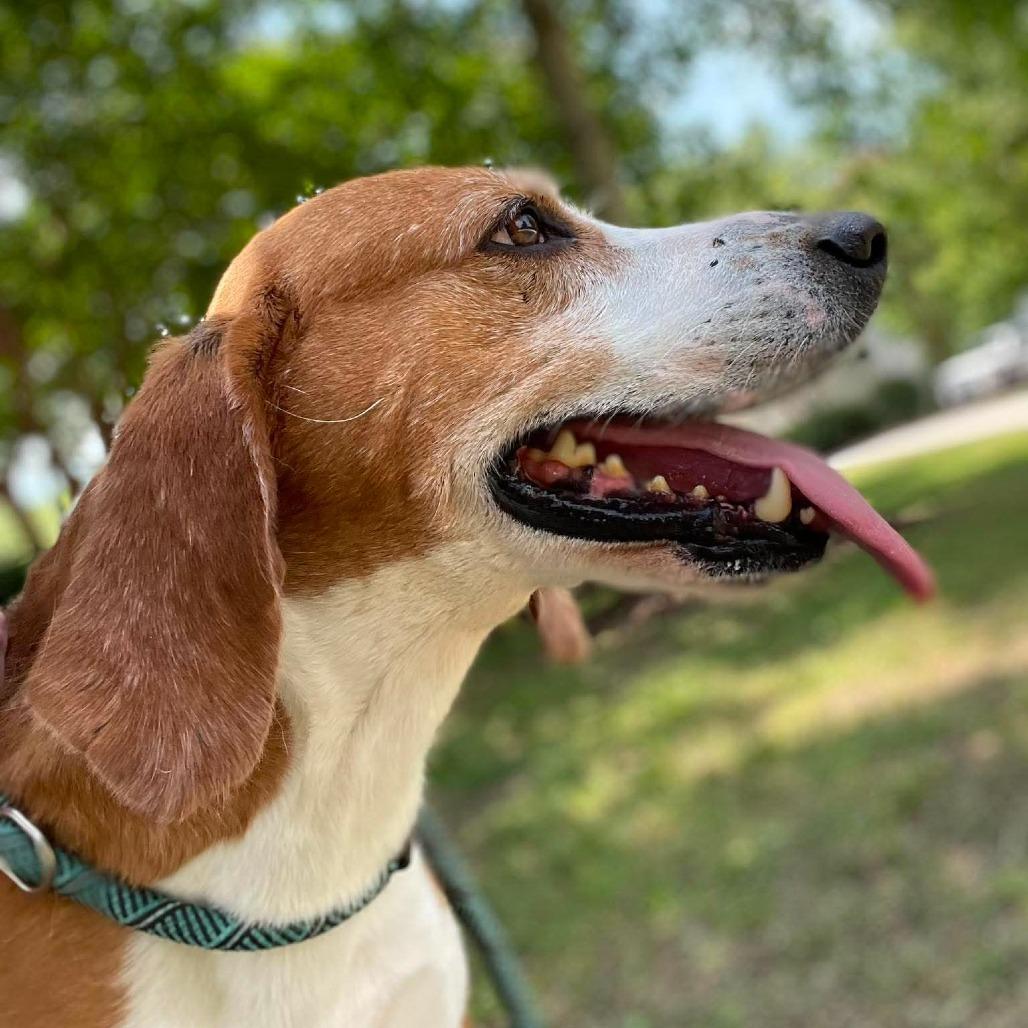Enlarge Brute, a Adoptable Hound in Windsor, VA image 6/6