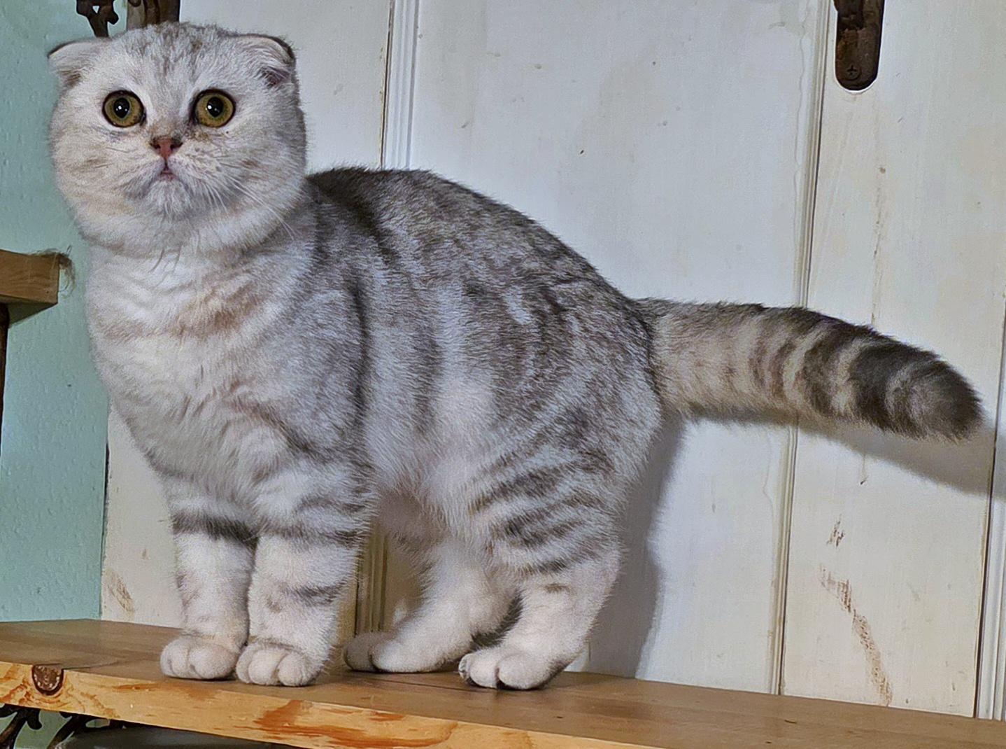 Hadia, a Adoptable Scottish Fold in Converse, TX image 3/6