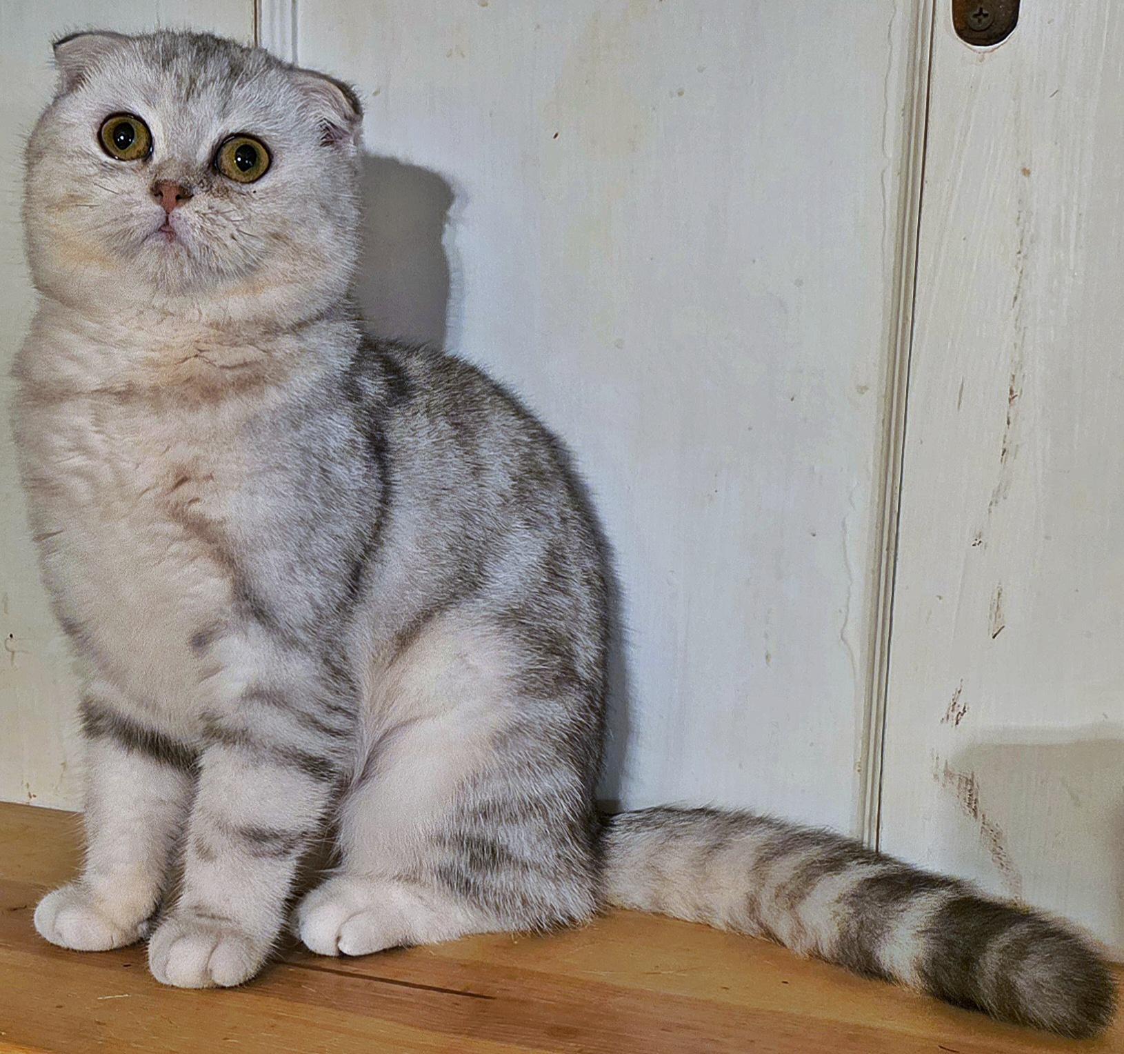 Hadia, a Adoptable Scottish Fold in Converse, TX image 4/6