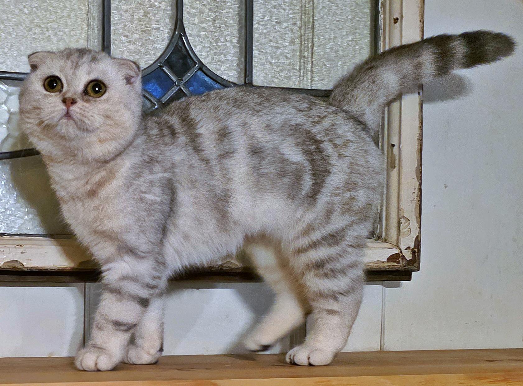 Hadia, a Adoptable Scottish Fold in Converse, TX image 5/6