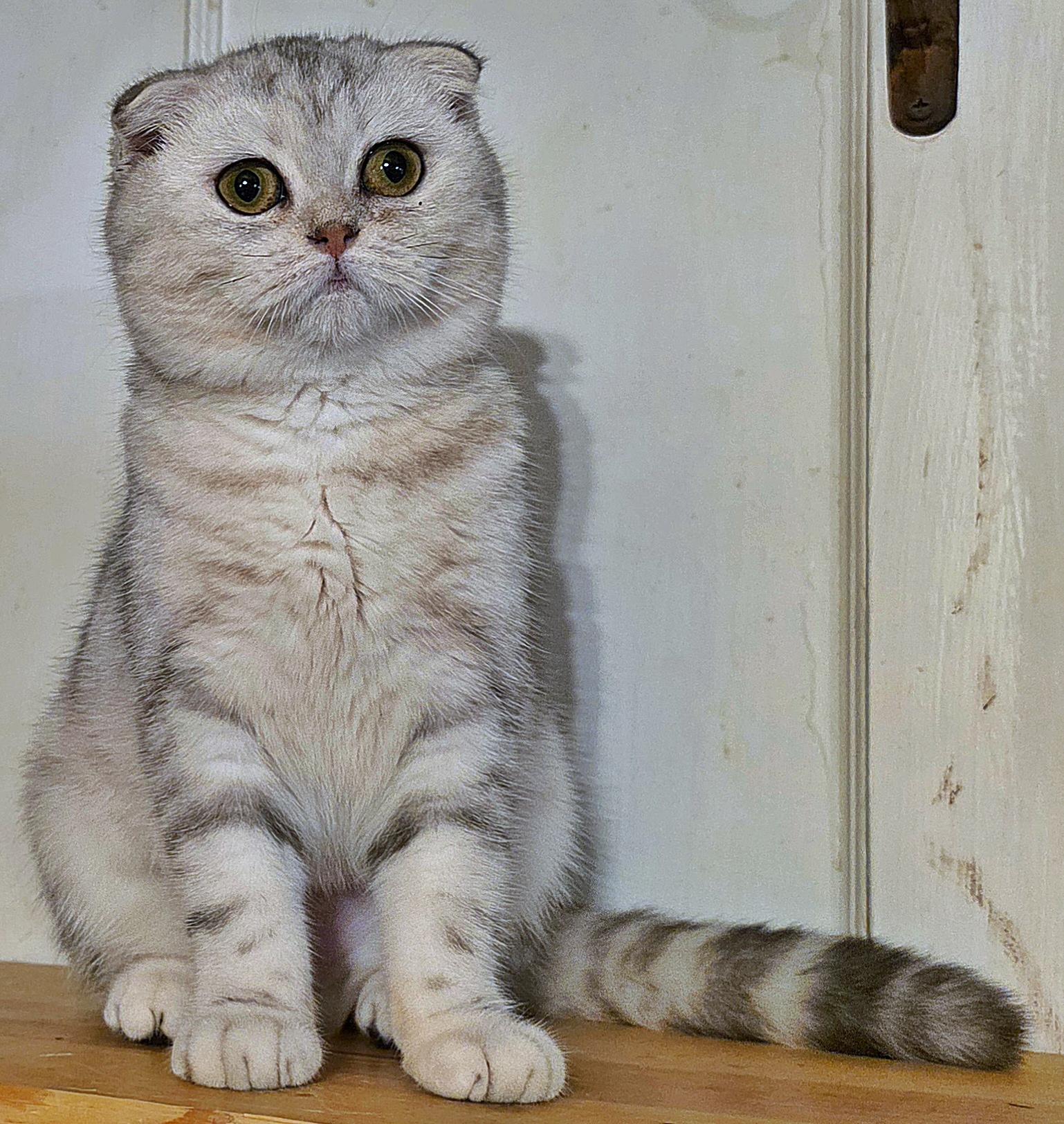 Hadia, a Adoptable Scottish Fold in Converse, TX image 6/6