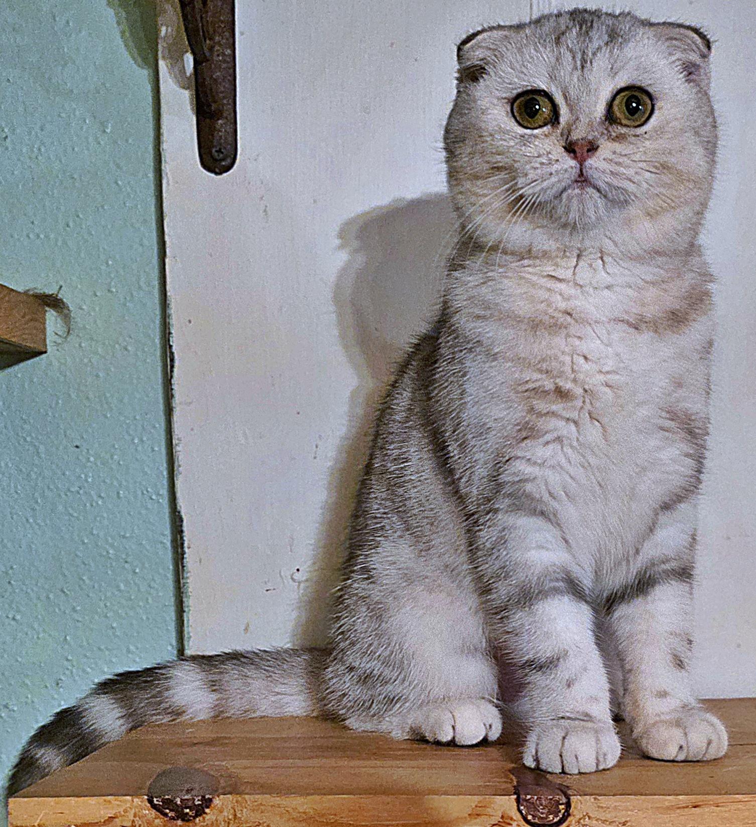 Hadia, a Adoptable Scottish Fold in Converse, TX image 2/6