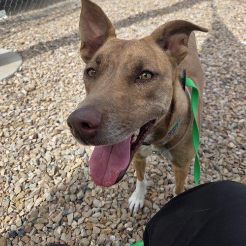 Marsha, Adoptable, Young Female Pit Bull Terrier & Catahoula Leopard Dog.