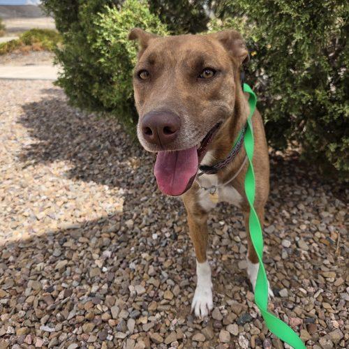 Enlarge Marsha, a Adoptable mixed breed in Grand Junction, CO image 2/5