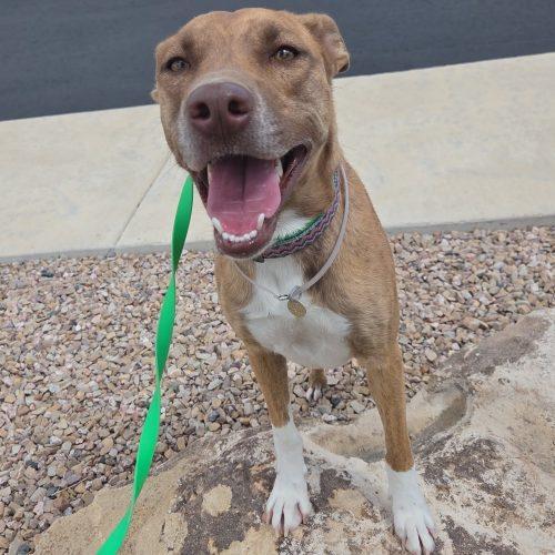 Enlarge Marsha, a Adoptable mixed breed in Grand Junction, CO image 3/5
