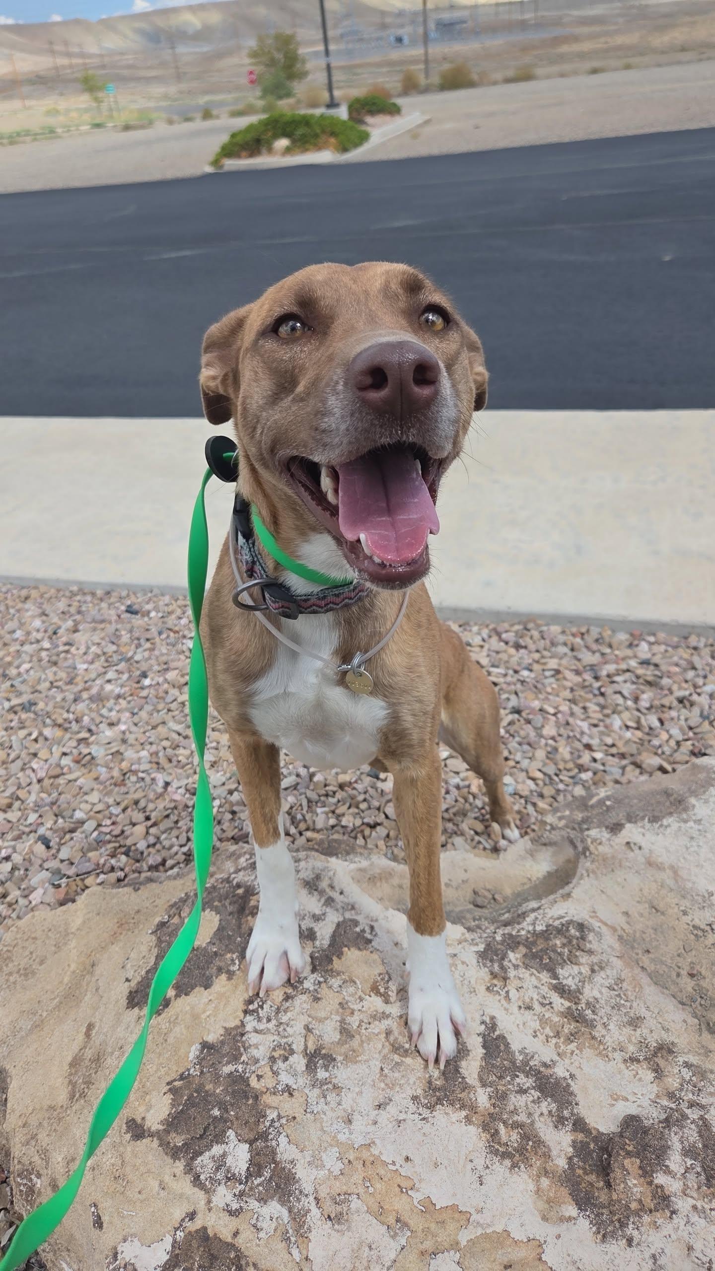 Enlarge Marsha, a Adoptable mixed breed in Grand Junction, CO image 4/5