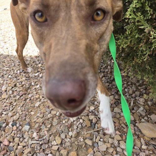 Enlarge Marsha, a Adoptable mixed breed in Grand Junction, CO image 5/5