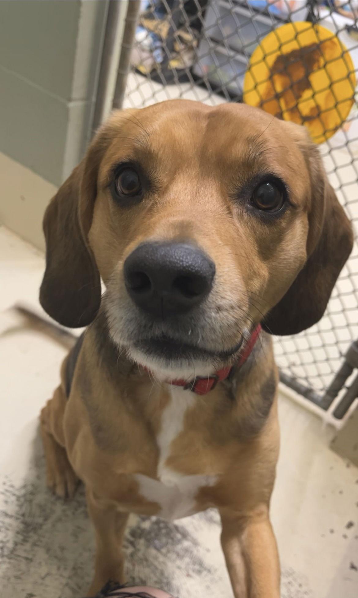 Yeller, Adoptable, Adult Male Beagle.