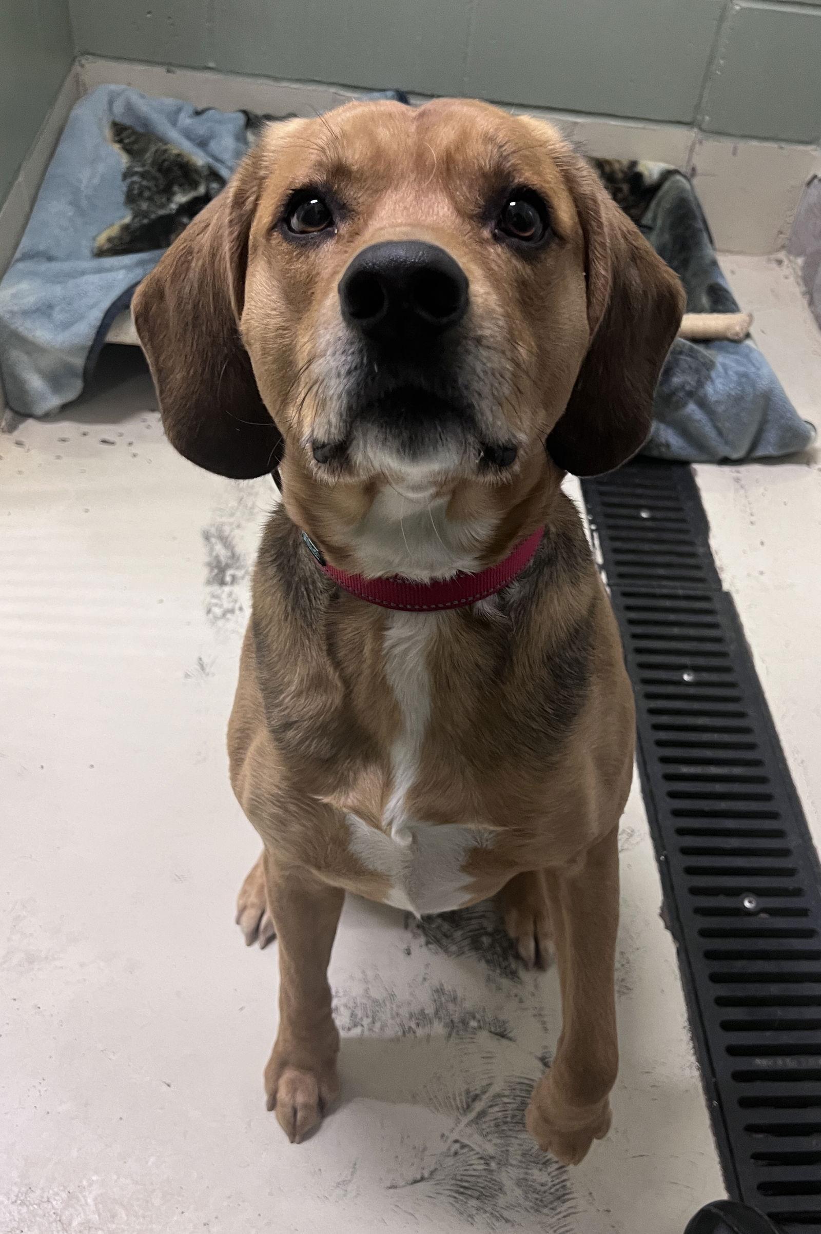 Enlarge Yeller, a Adoptable Beagle in Webster, WI image 2/3