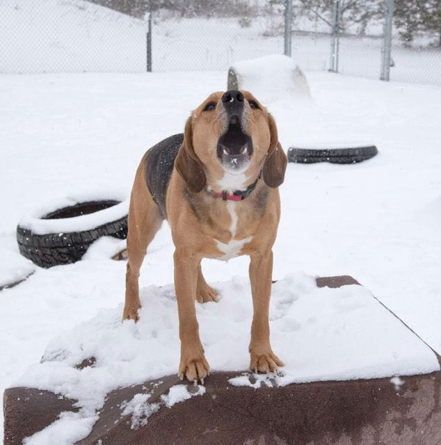 Enlarge Yeller, a Adoptable Beagle in Webster, WI image 3/3