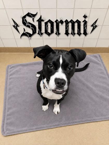 Enlarge STORMI, a Adoptable mixed breed in Derwood, MD image 1/1