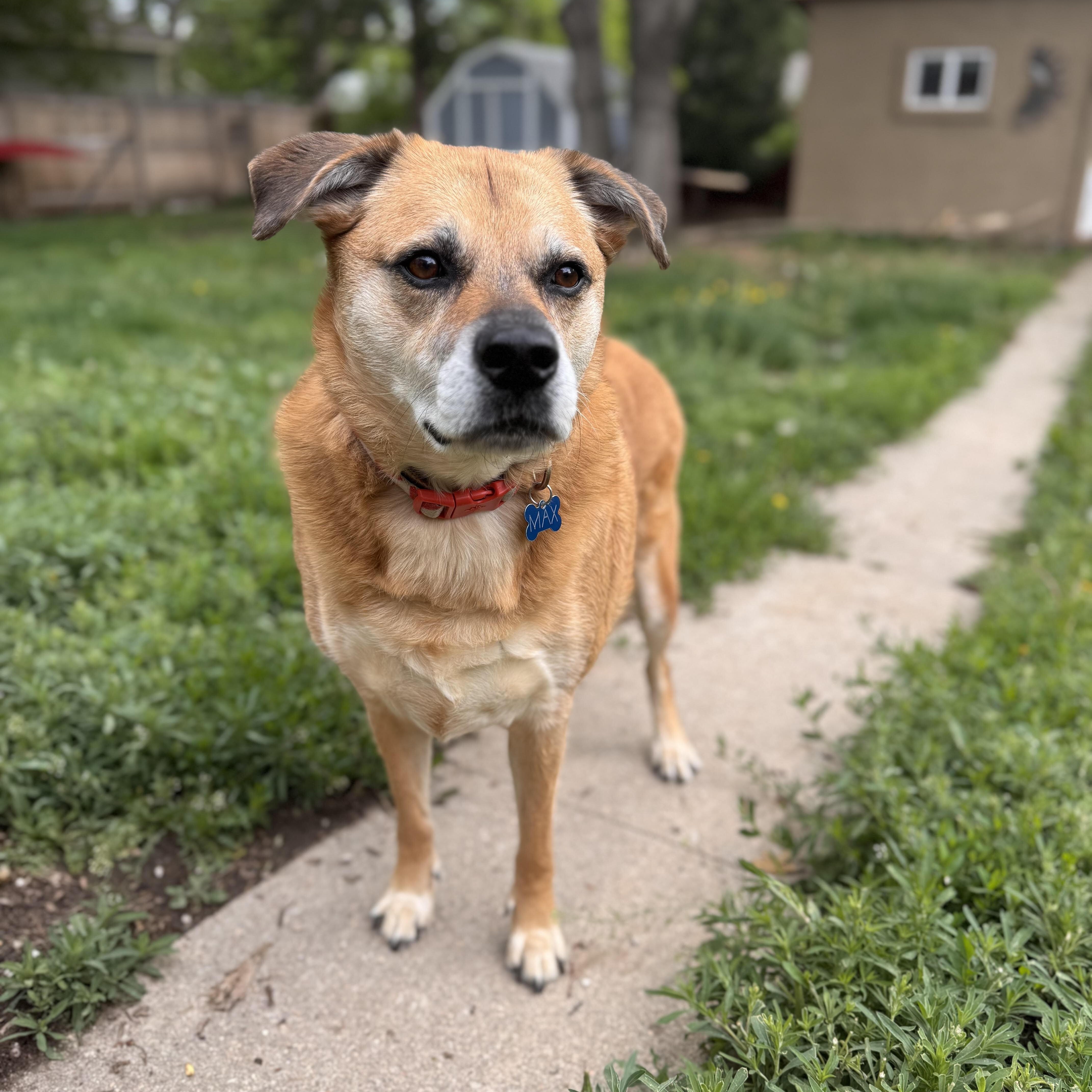 Max, Senior Male unknown