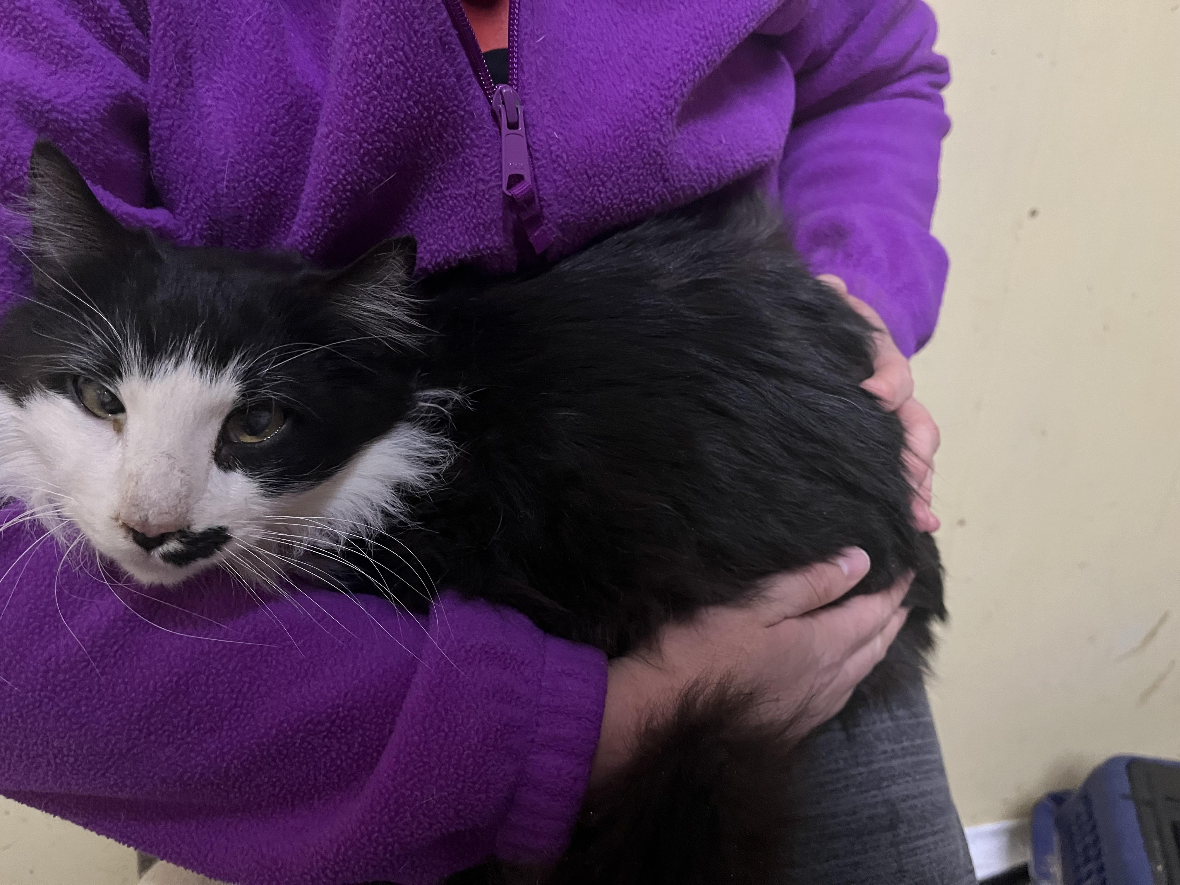 Tache, a Adoptable mixed breed in Olean , NY image 1/4