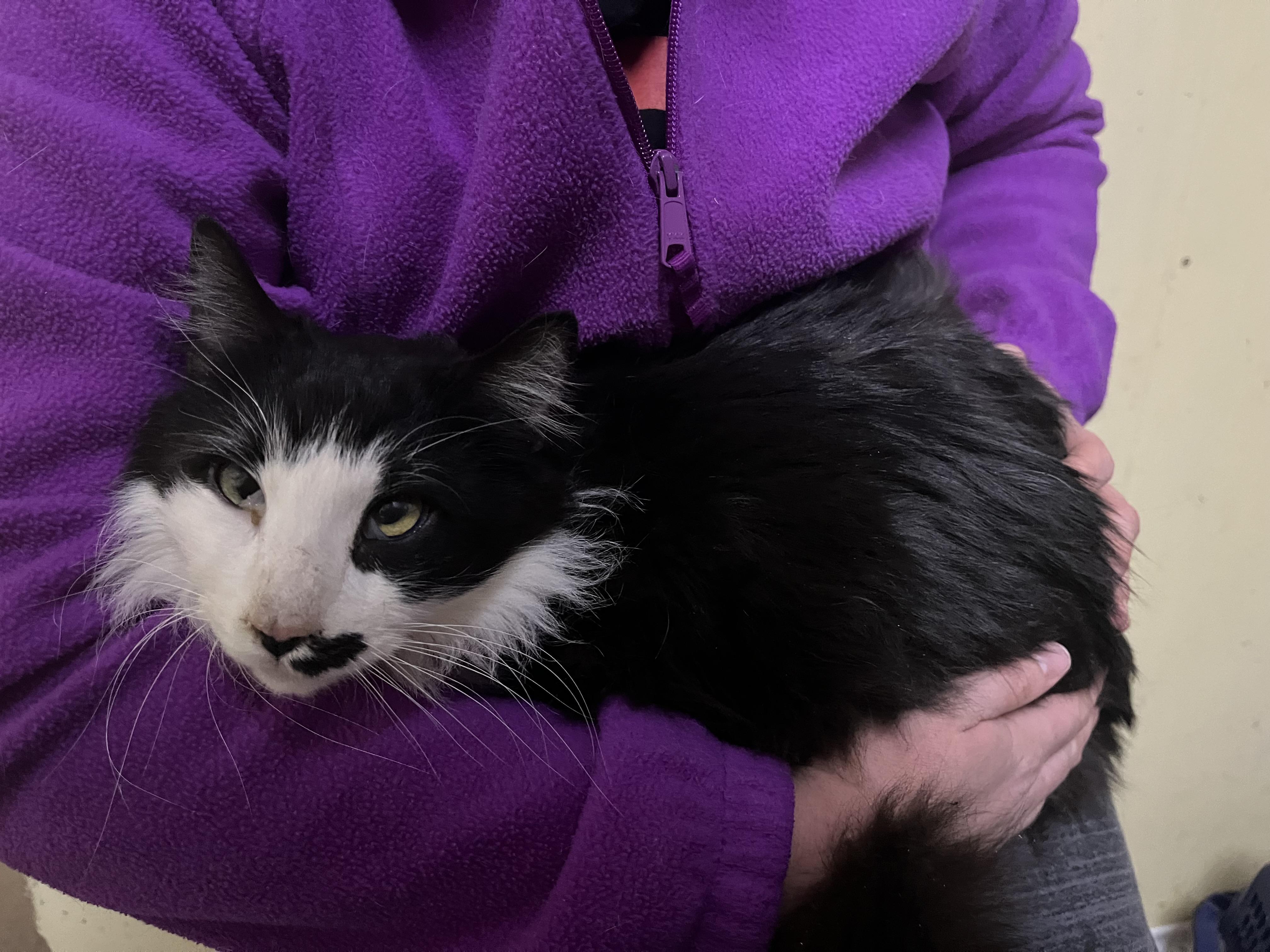 Tache, a Adoptable mixed breed in Olean , NY image 2/4