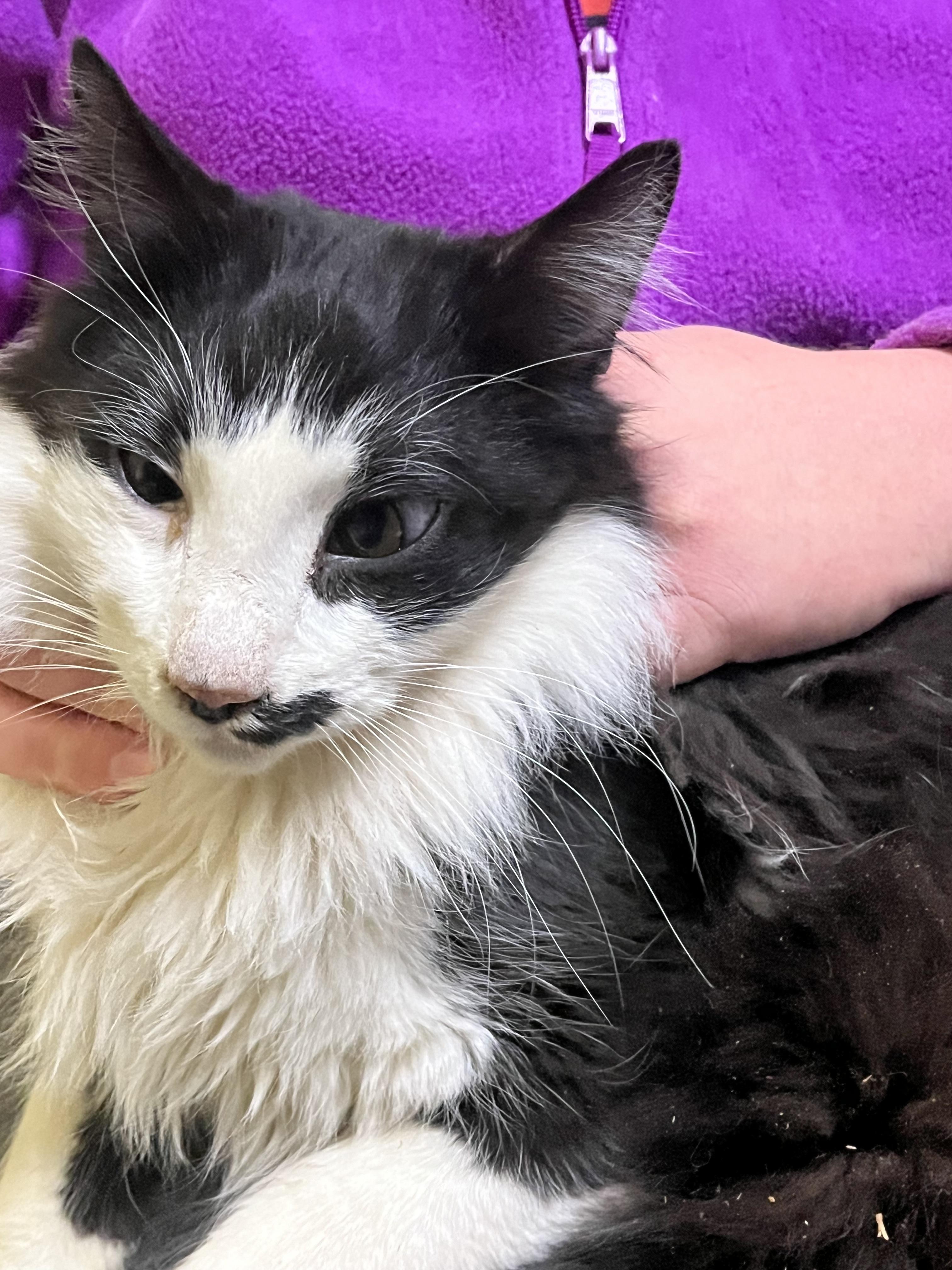 Tache, a Adoptable mixed breed in Olean , NY image 3/4