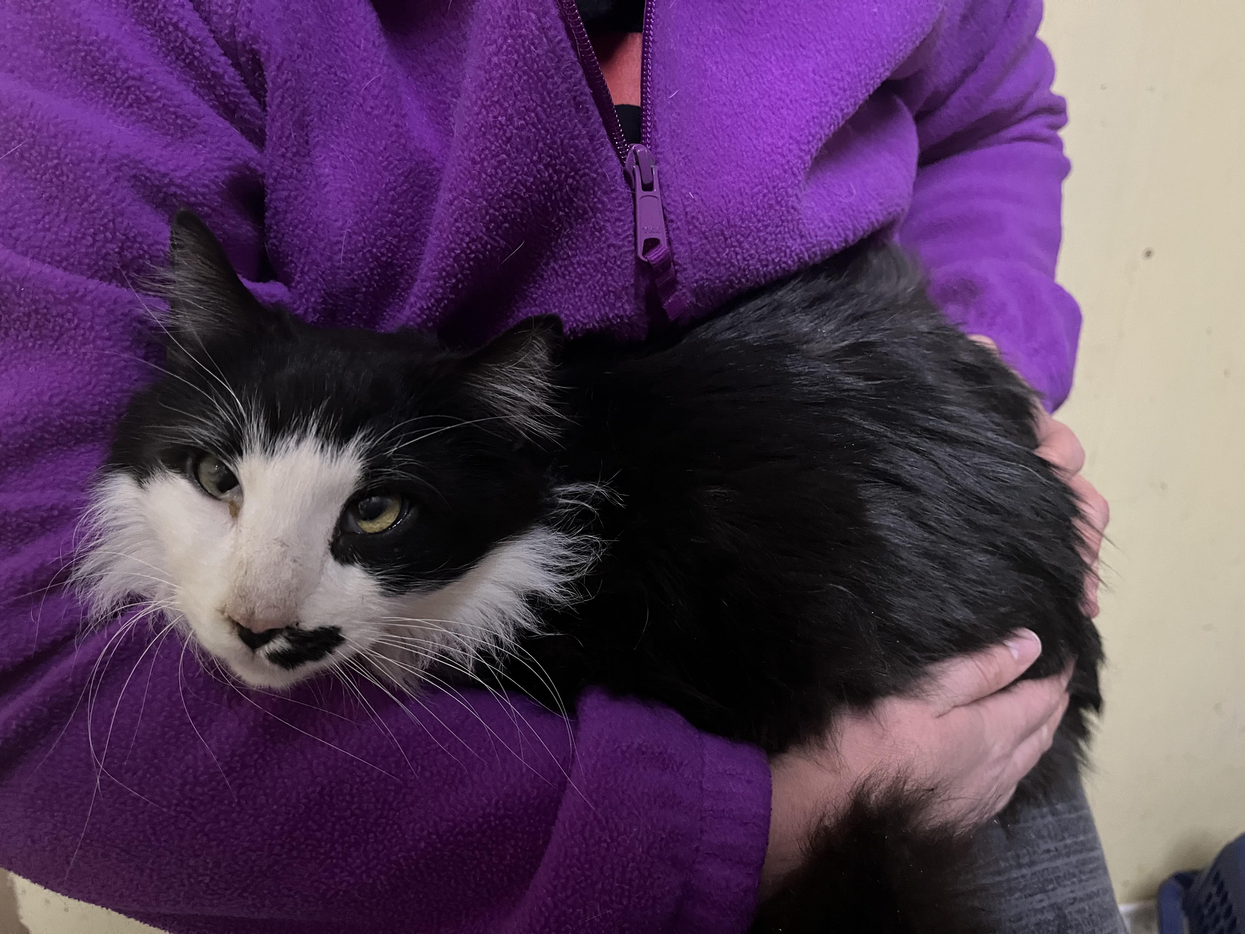 Tache, a Adoptable mixed breed in Olean , NY image 4/4