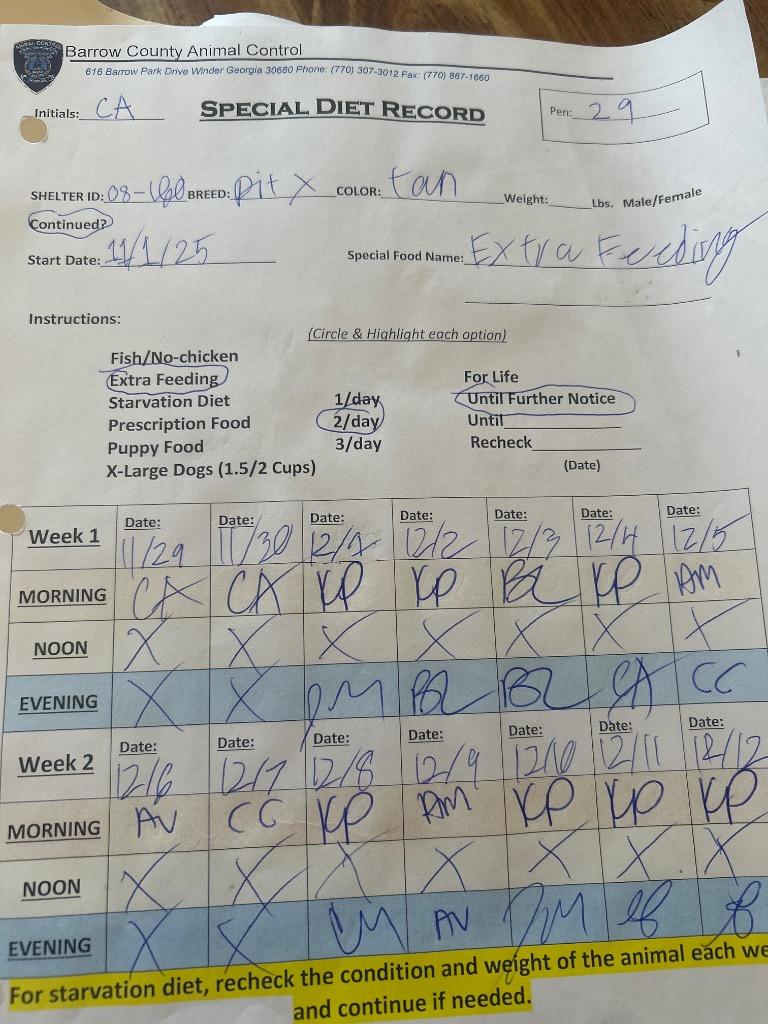 2025-08-160 *Dash*, a Adoptable Pit Bull Terrier in Winder, GA image 1/3