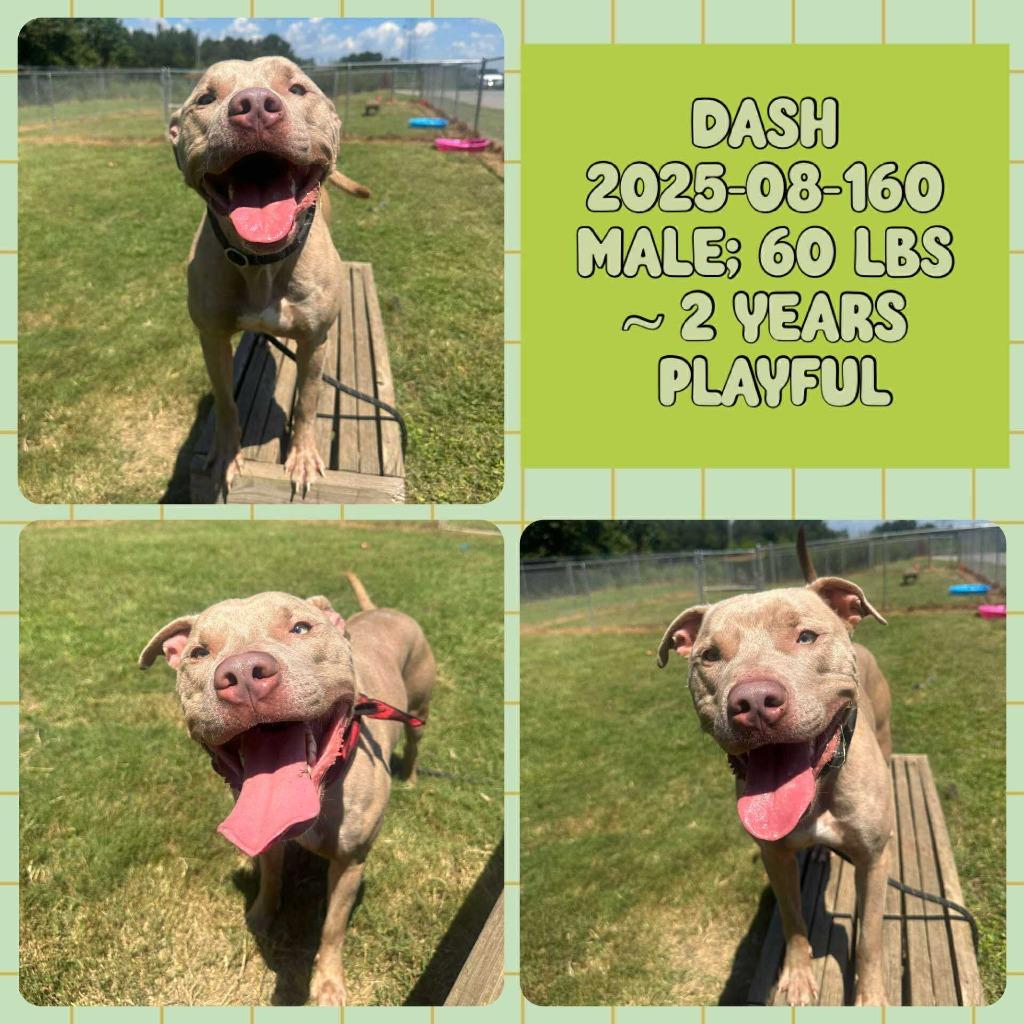 2025-08-160 *Dash*, a Adoptable Pit Bull Terrier in Winder, GA image 2/3