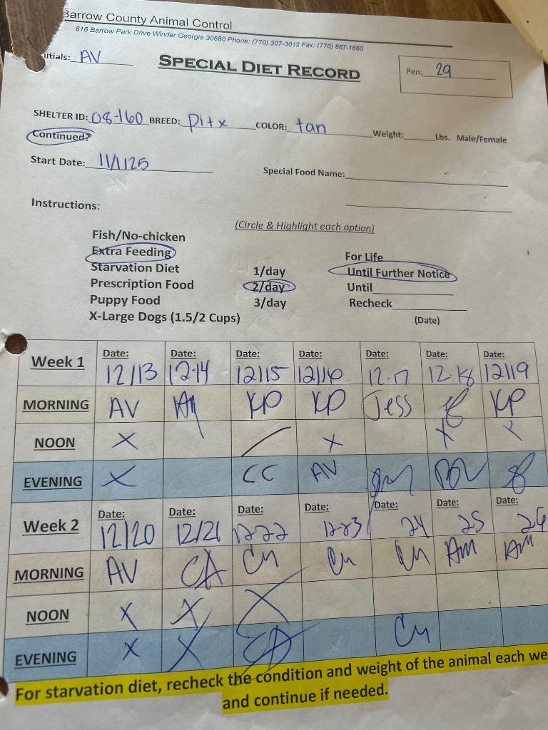 2025-08-160 *Dash*, a Adoptable Pit Bull Terrier in Winder, GA image 3/3