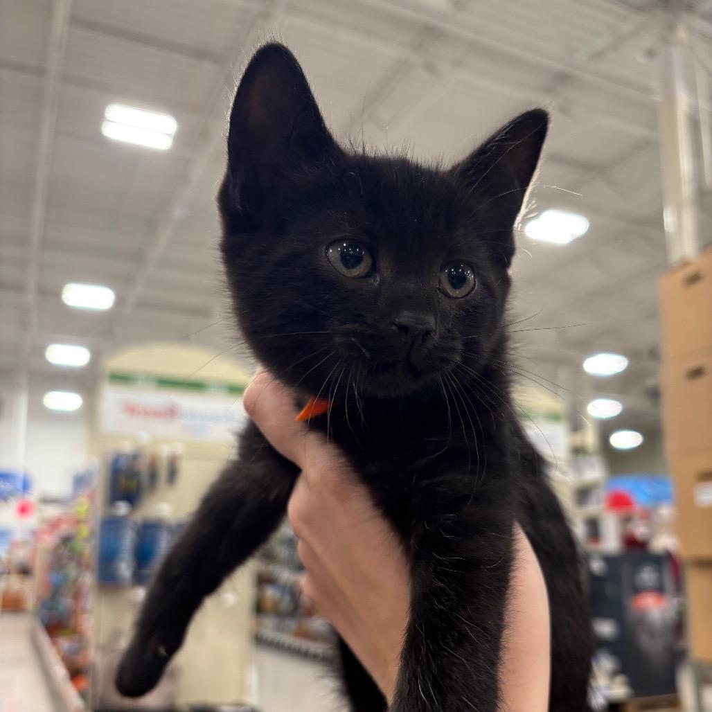 Grant Dyal-RS, Adoptable, Kitten Male Domestic Short Hair.