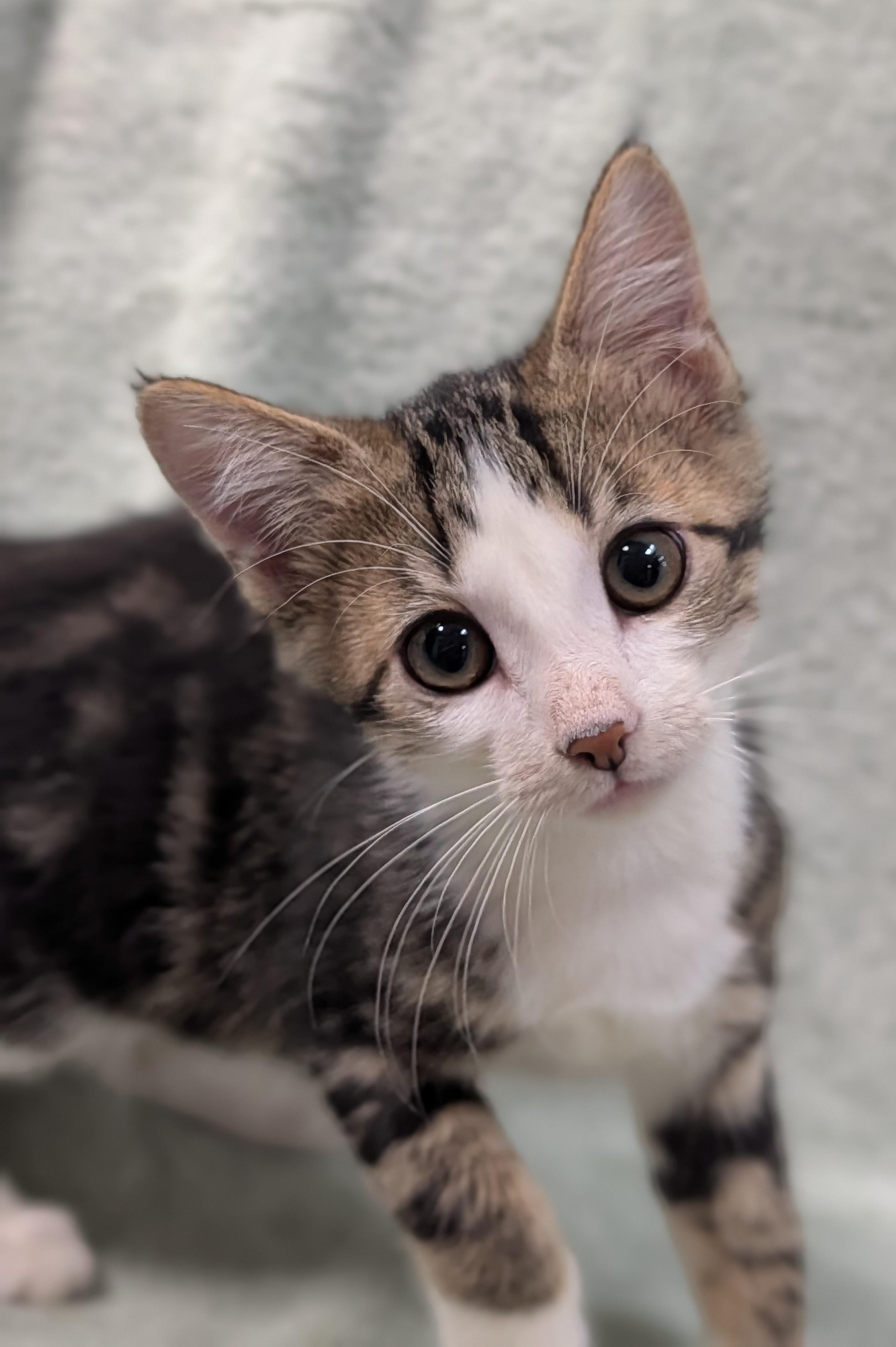Isabel, adopted, Young Female Domestic Short Hair.