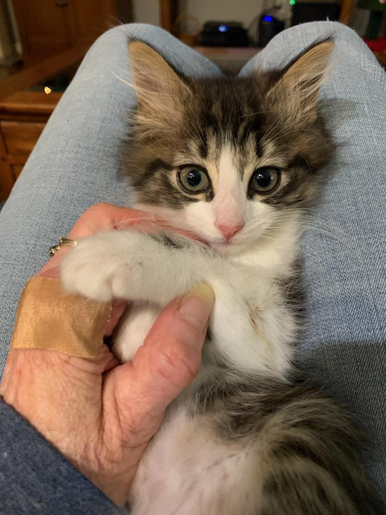 Wendell, ADOPTABLE, Kitten Male Domestic Long Hair.