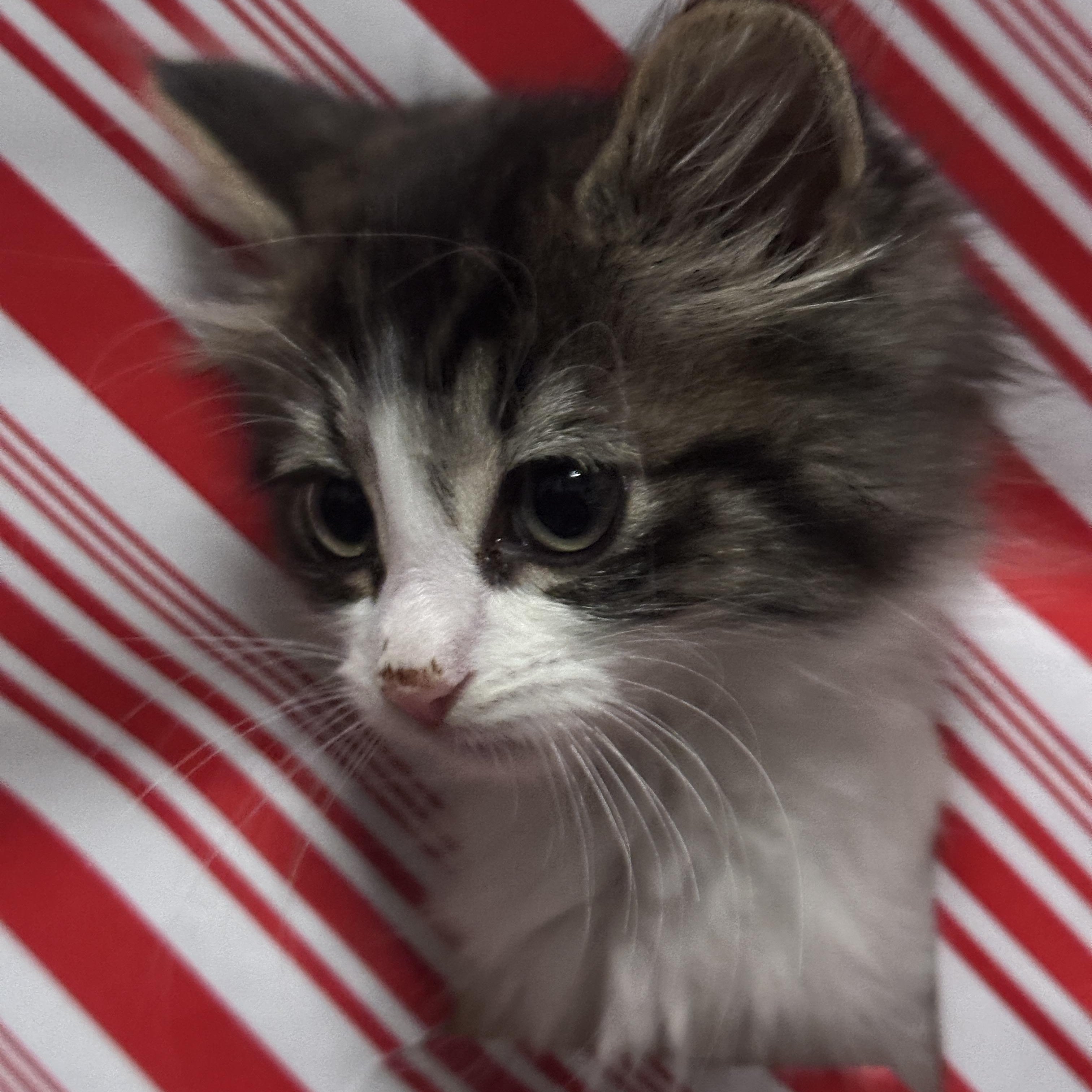 Wendell, ADOPTABLE, Kitten Male Domestic Long Hair.
