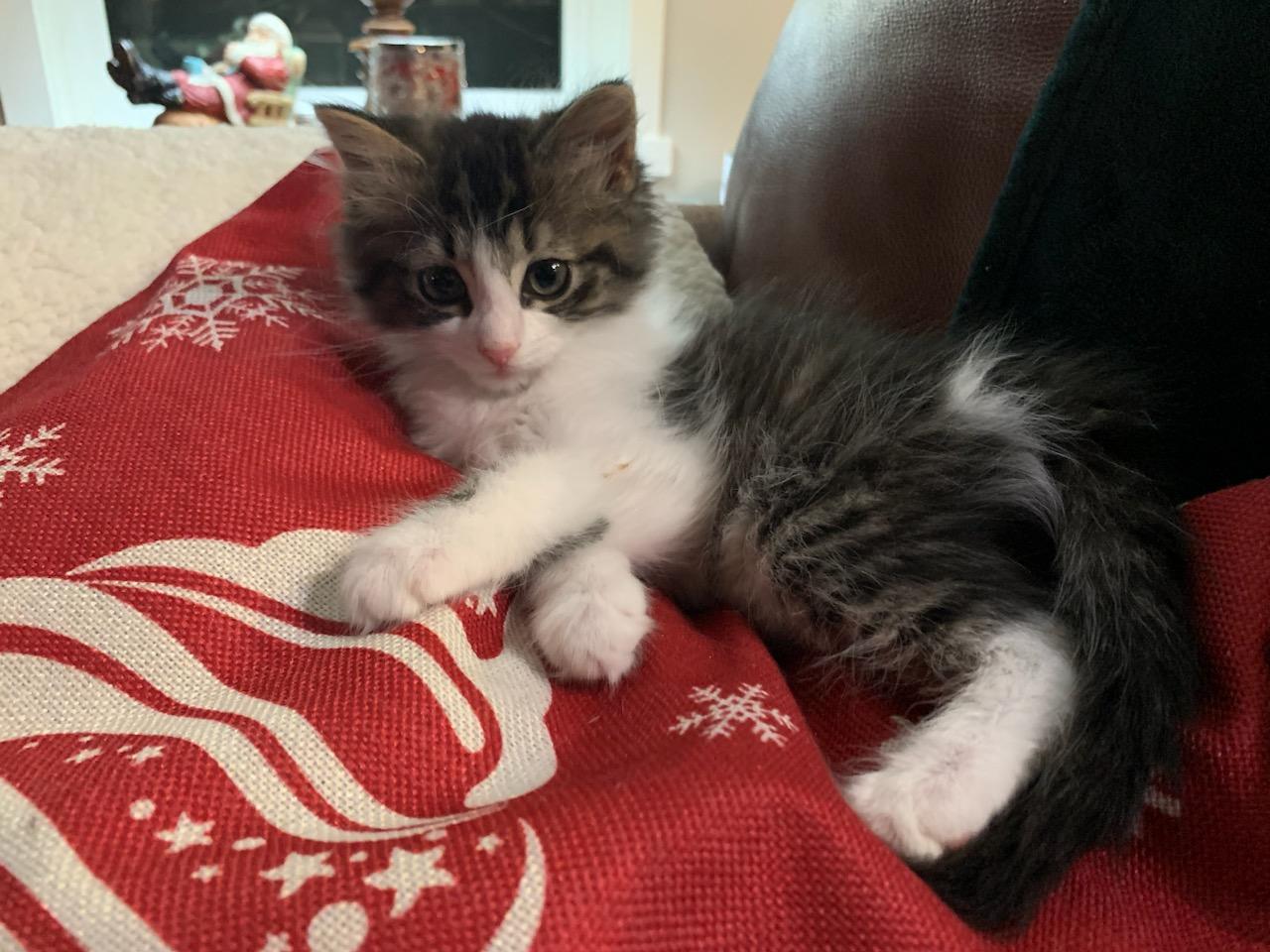 Enlarge Wendell, a ADOPTABLE Domestic Long Hair in Pasco, WA image 3/6