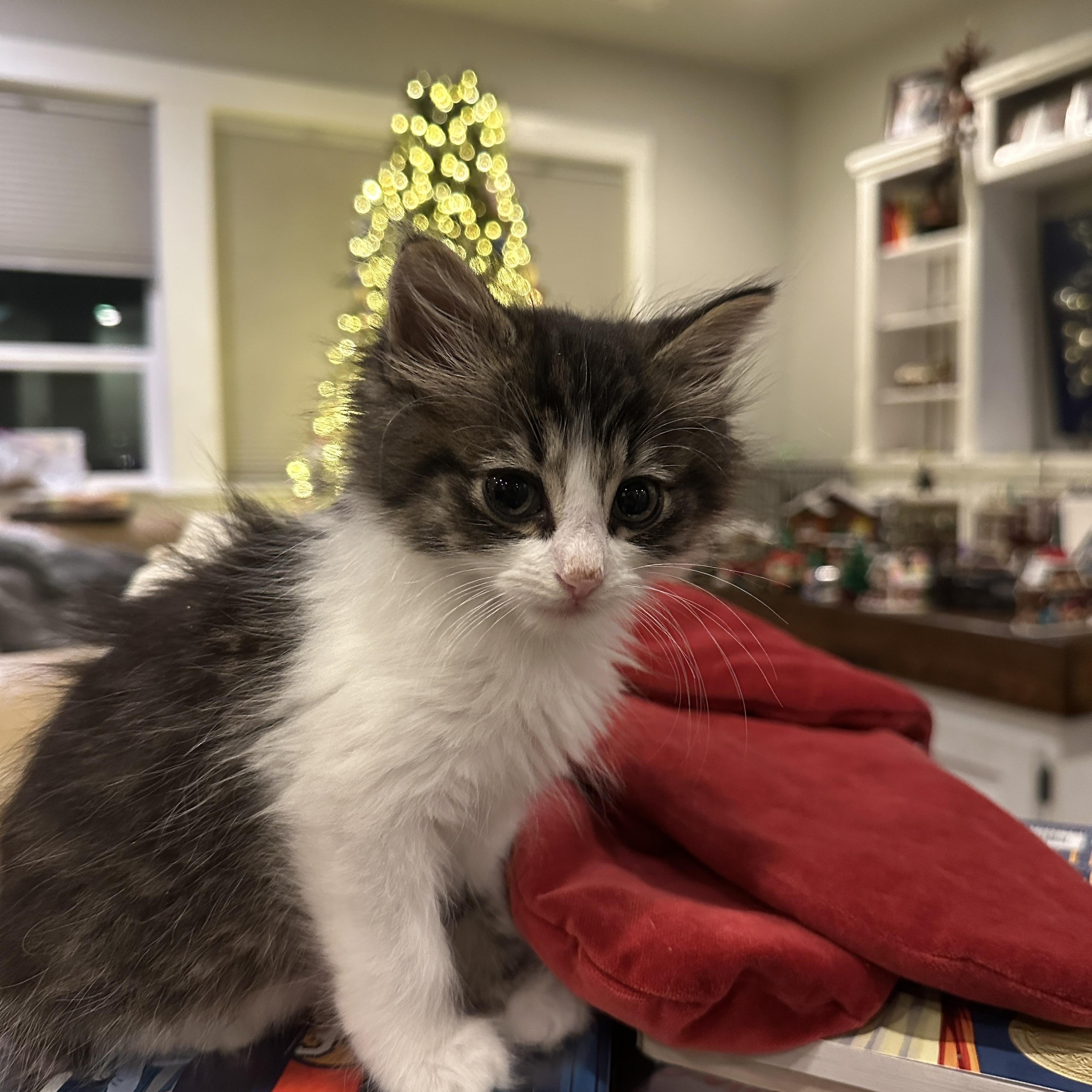 Enlarge Wendell, a ADOPTABLE Domestic Long Hair in Pasco, WA image 4/6