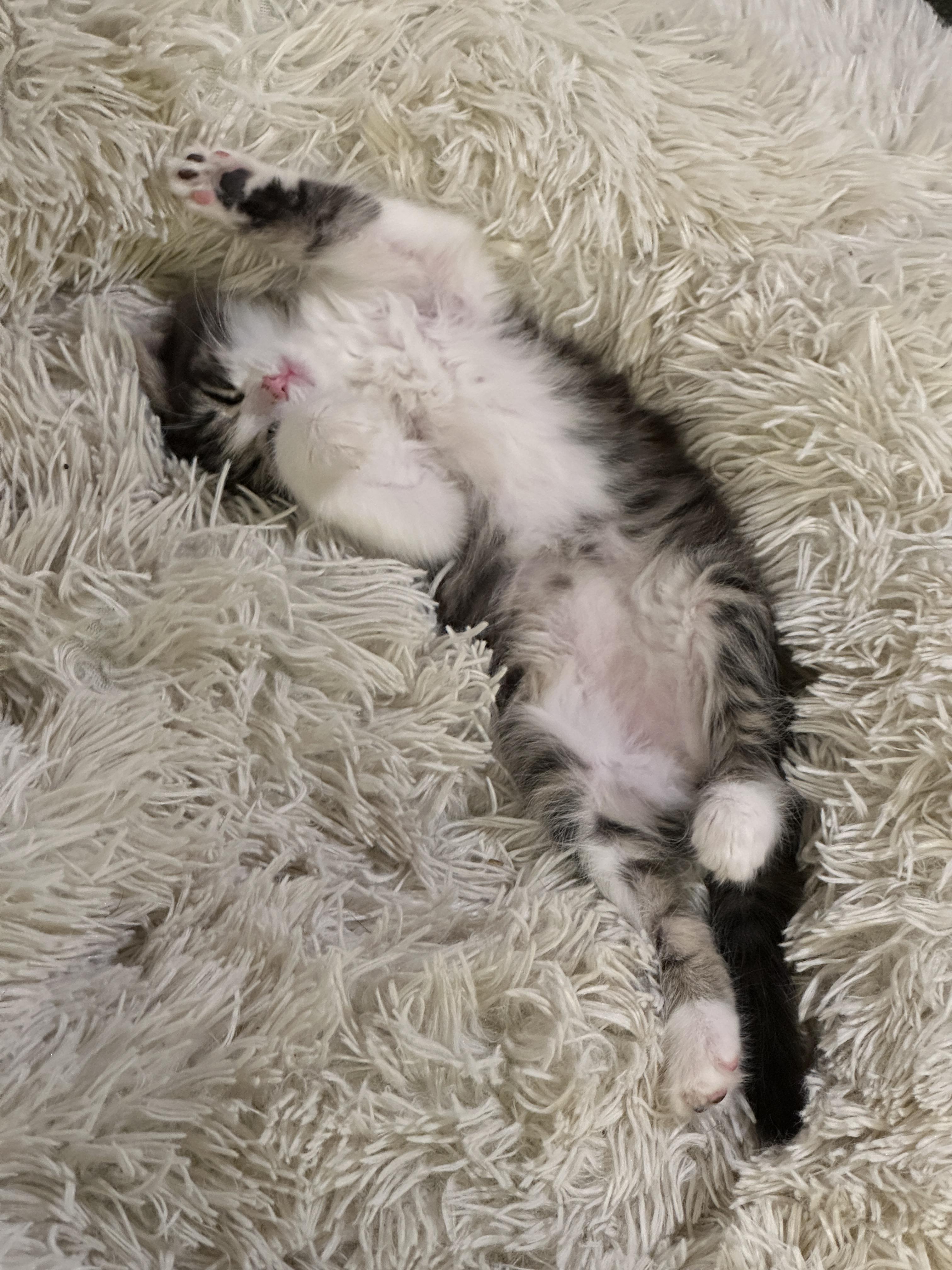 Enlarge Wendell, a ADOPTABLE Domestic Long Hair in Pasco, WA image 5/6