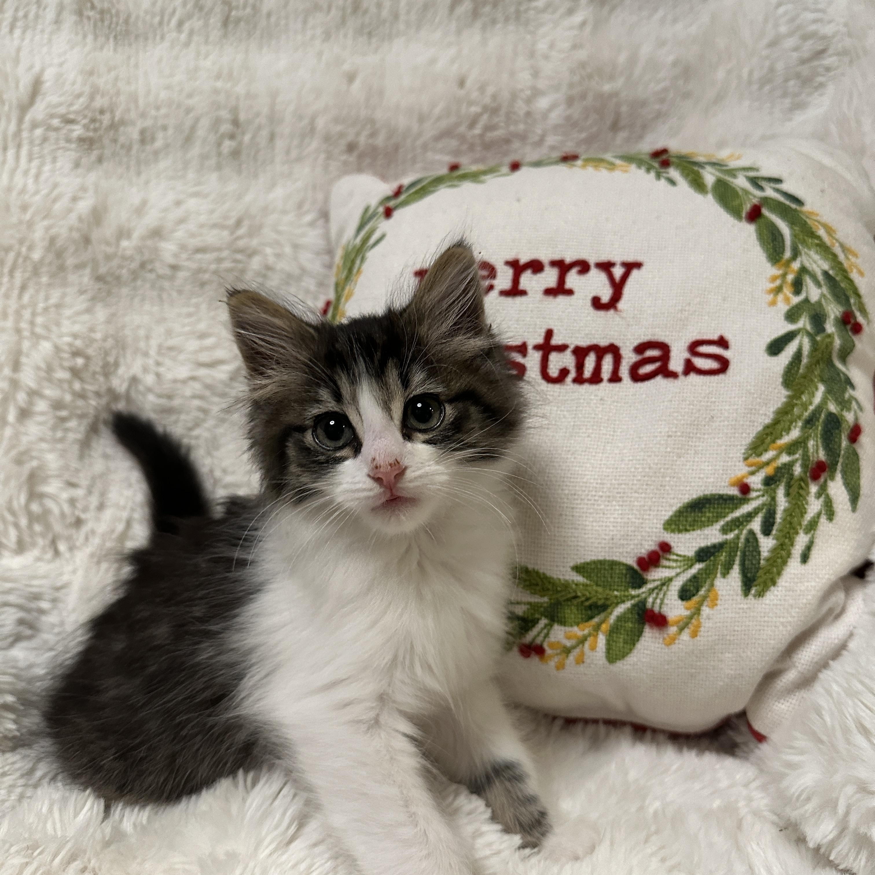 Enlarge Wendell, a ADOPTABLE Domestic Long Hair in Pasco, WA image 6/6
