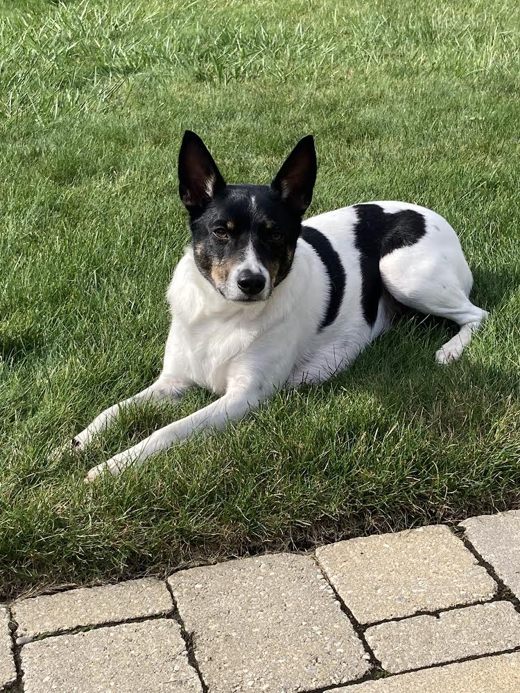 Griffin, Adoptable, Adult Male Jack Russell Terrier.