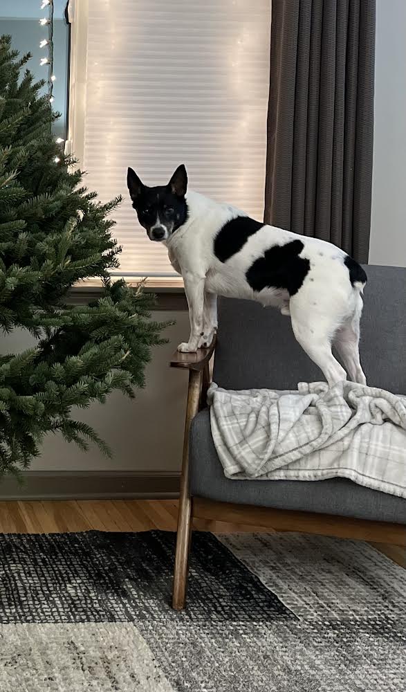 Griffin, a Adoptable Jack Russell Terrier in Akron, NY image 3/4