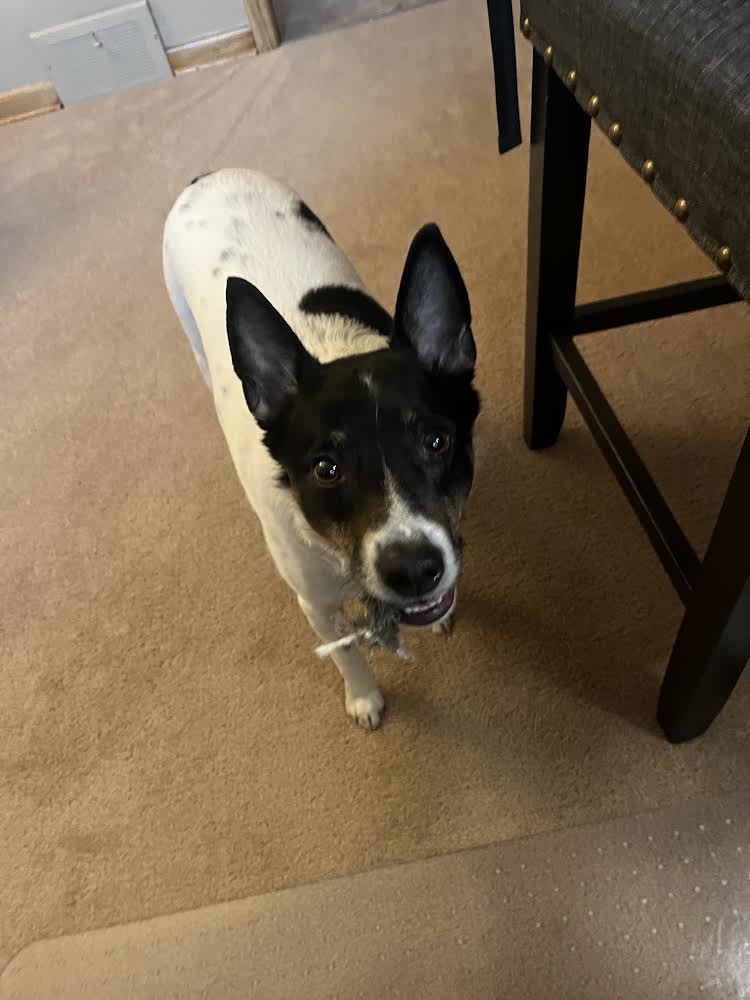 Griffin, a Adoptable Jack Russell Terrier in Akron, NY image 2/4