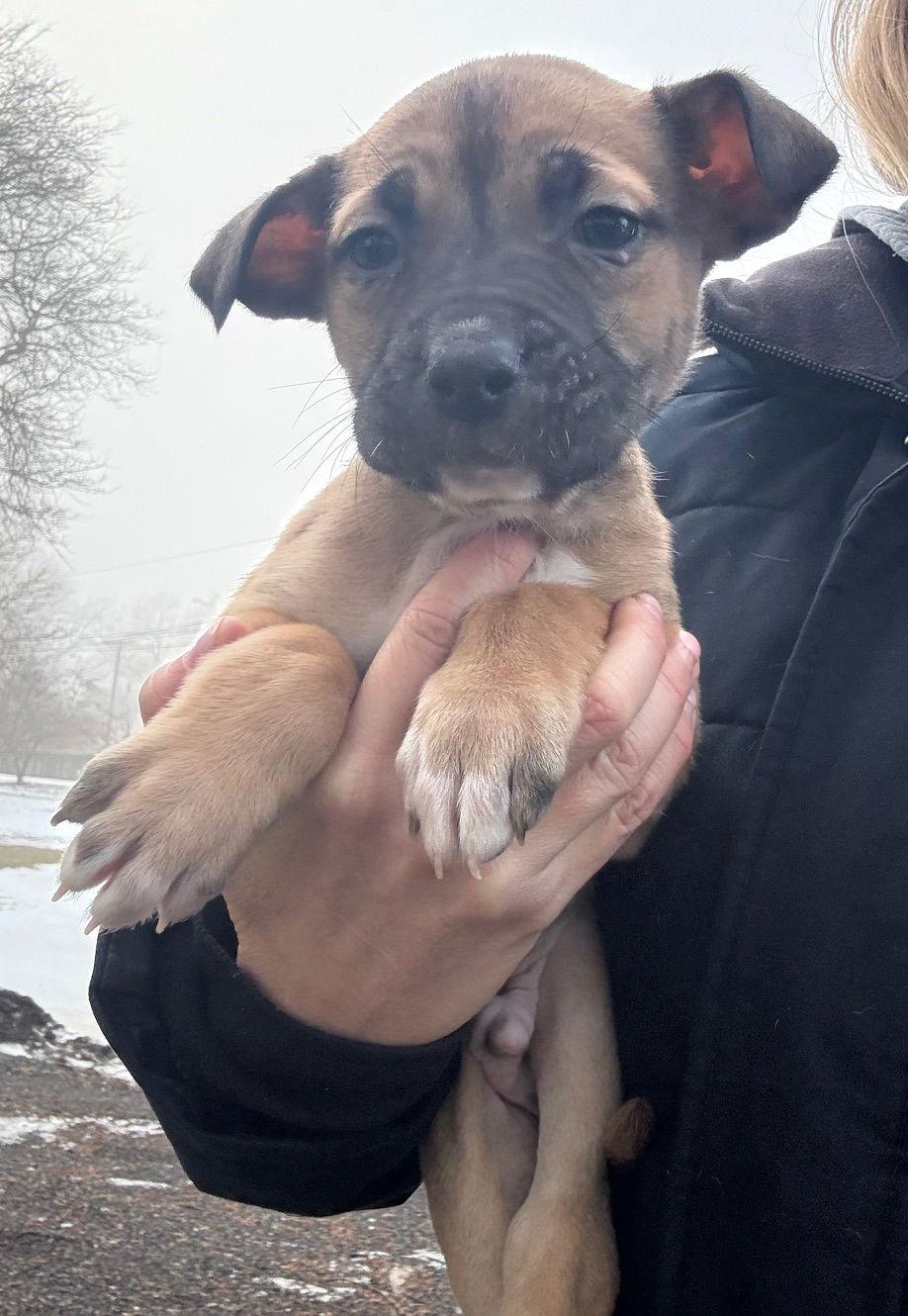 Magnum, Adoptable, Puppy Male Mastiff & Pit Bull Terrier.