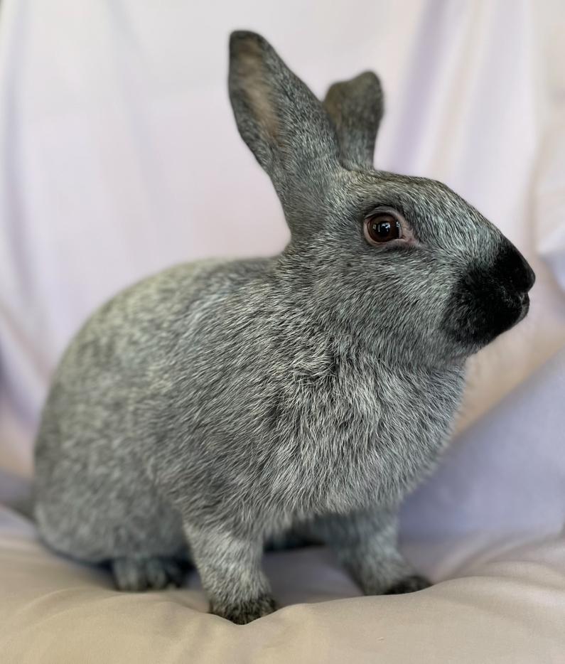 Enlarge Pierre, an adoptable Champagne D'Argent in Rancho Cordova, CA image 1/5