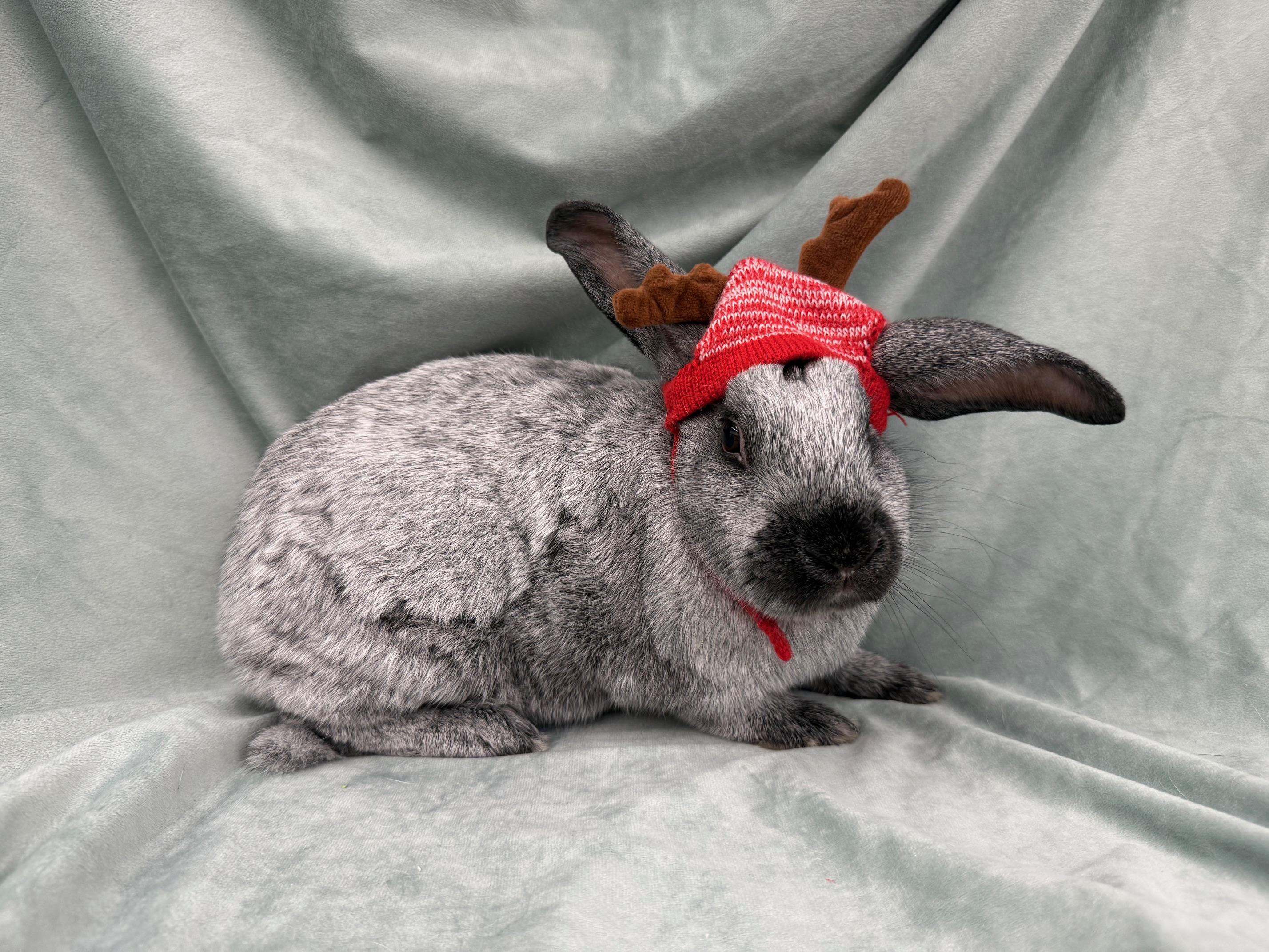 Enlarge Pierre, an adoptable Champagne D'Argent in Rancho Cordova, CA image 3/5