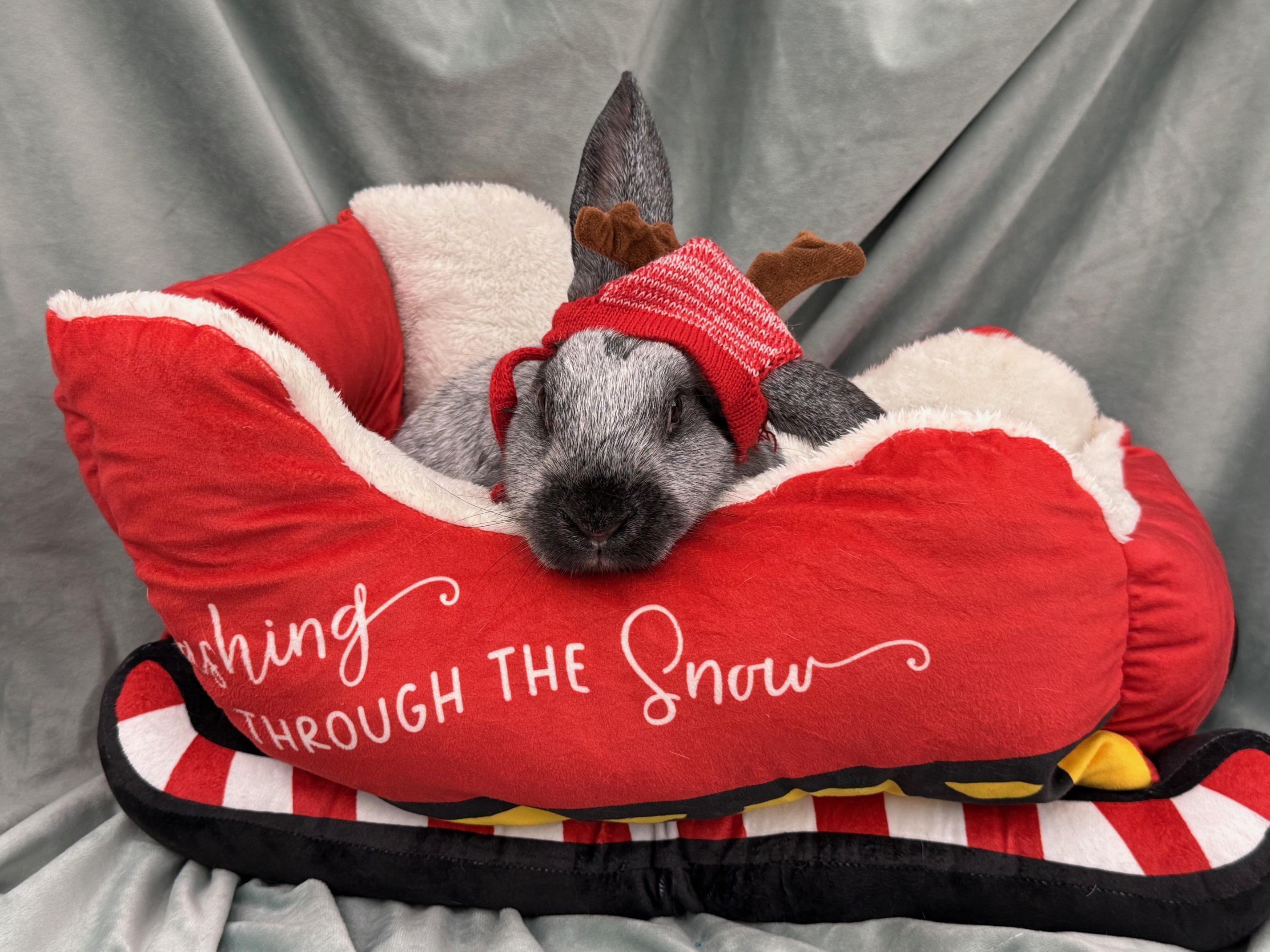 Enlarge Pierre, an adoptable Champagne D'Argent in Rancho Cordova, CA image 4/5