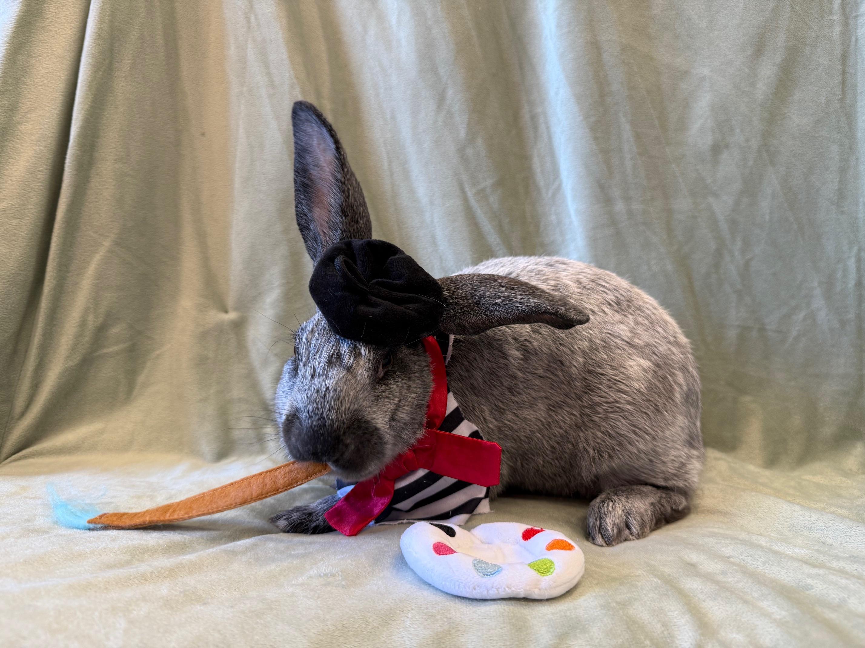 Enlarge Pierre, an adoptable Champagne D'Argent in Rancho Cordova, CA image 5/5