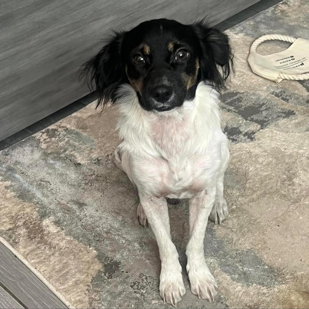 Enlarge Mack, a Adoptable mixed breed in Sarasota, FL image 3/6