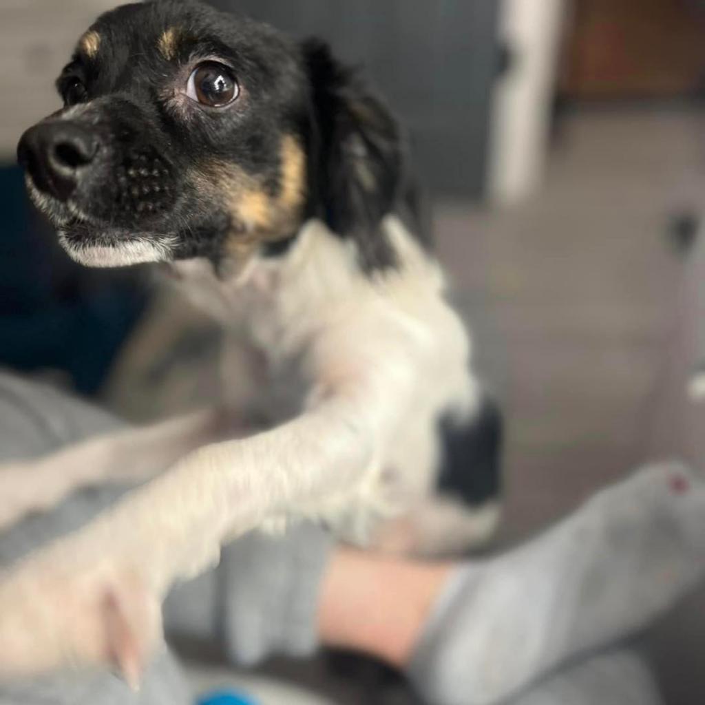 Enlarge Mack, a Adoptable mixed breed in Sarasota, FL image 4/6